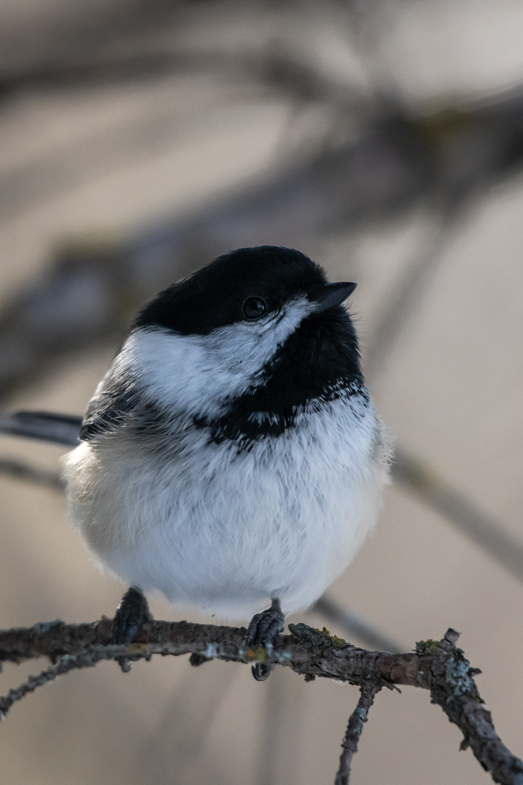 Black-capped Chickadee, near the Marshall Springs area of Fish Creek Provincial Park, Calgary, AB