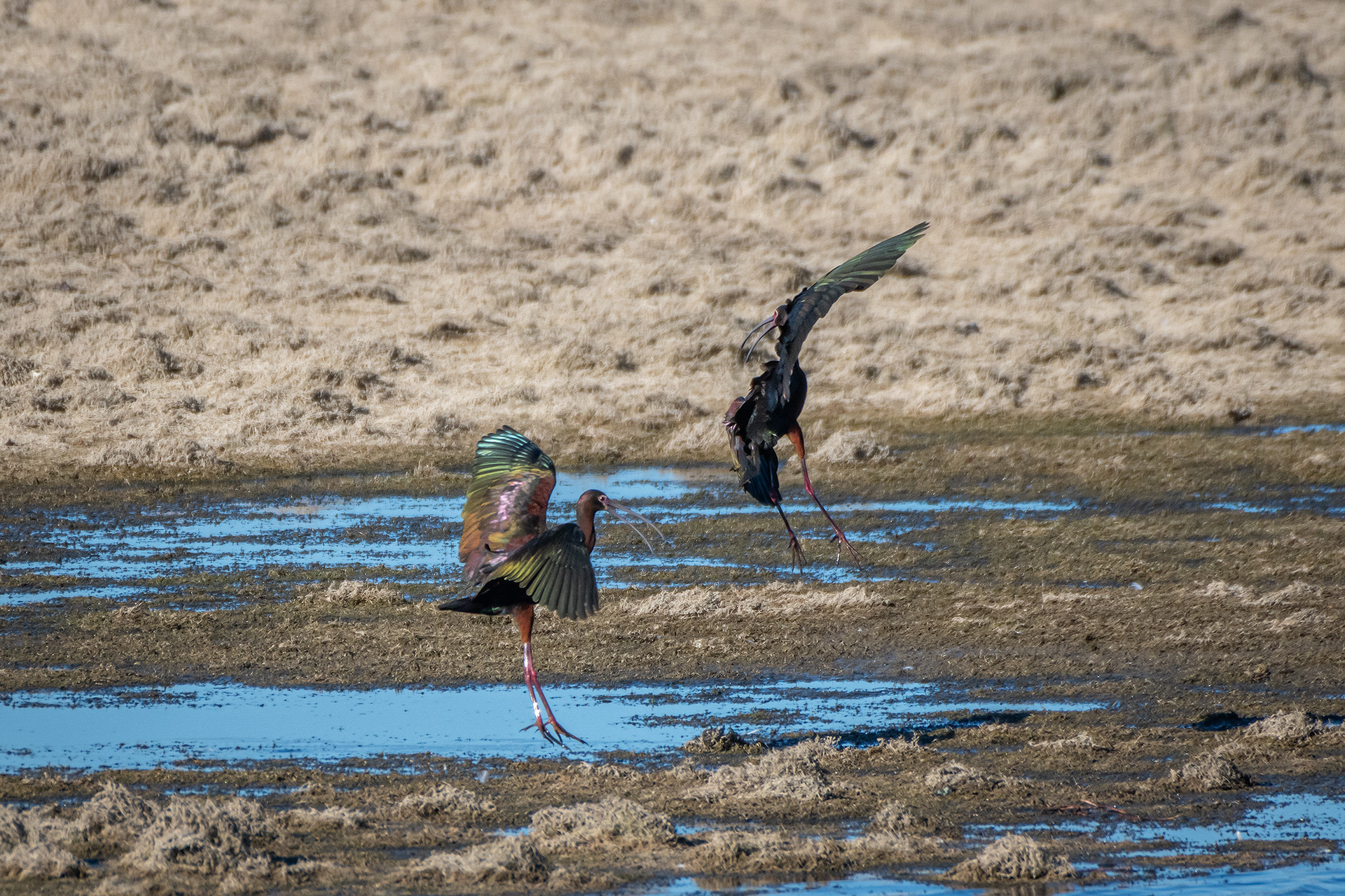 White-faced Ibises, Glenmore Reservoir, North Glenmore Park, Calgary, AB