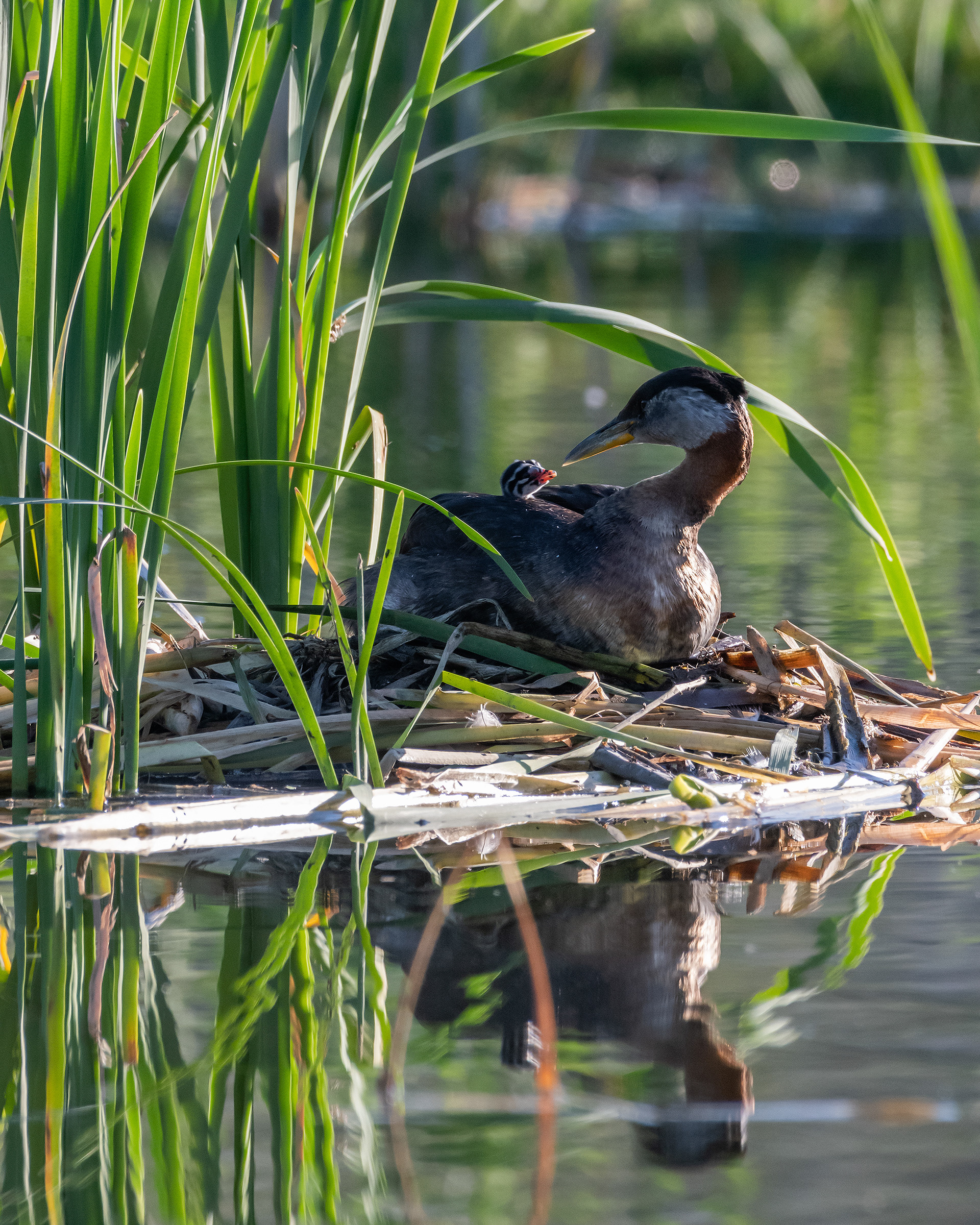 Red-necked Grebe (female) and her one day old chick at their nest, Marshall Springs - Fish Creek Prov. Park, Calgary, AB