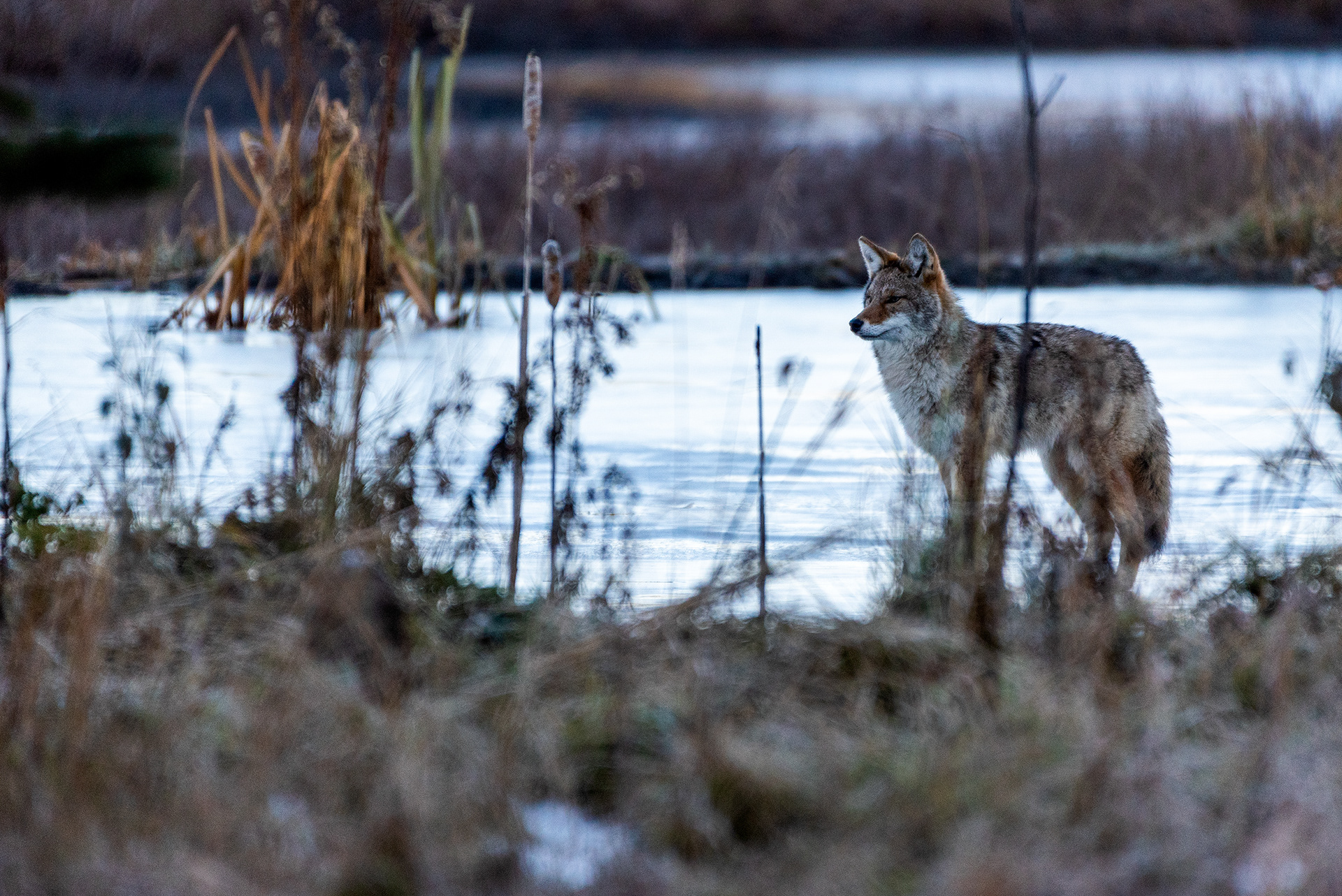 Coyote at the Marshall Springs ponds in Fish Creek Provincial Park