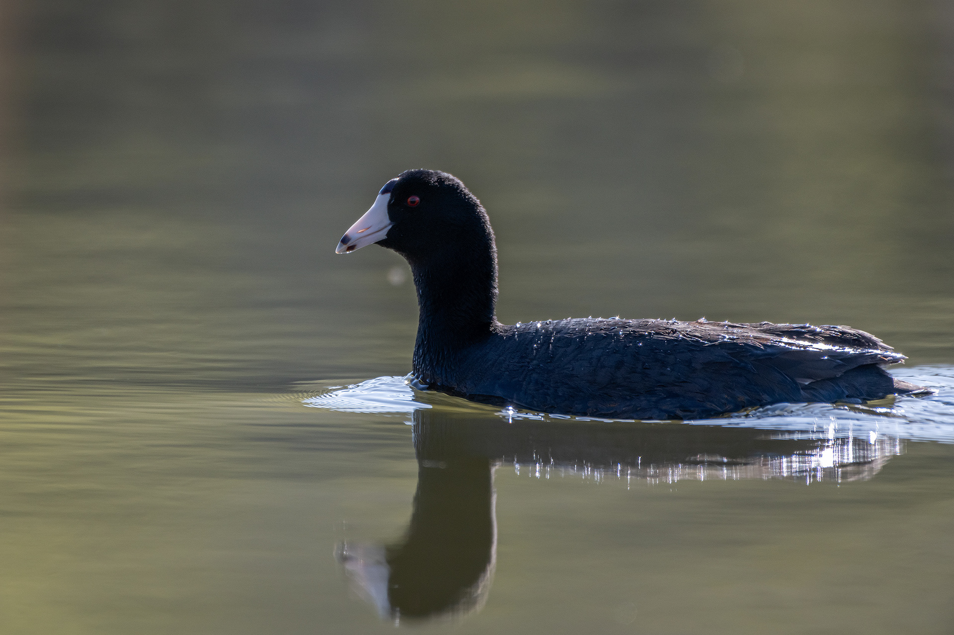 American Coot, Marshall Springs ponds, Fish Creek Provincial Park, Calgary, AB