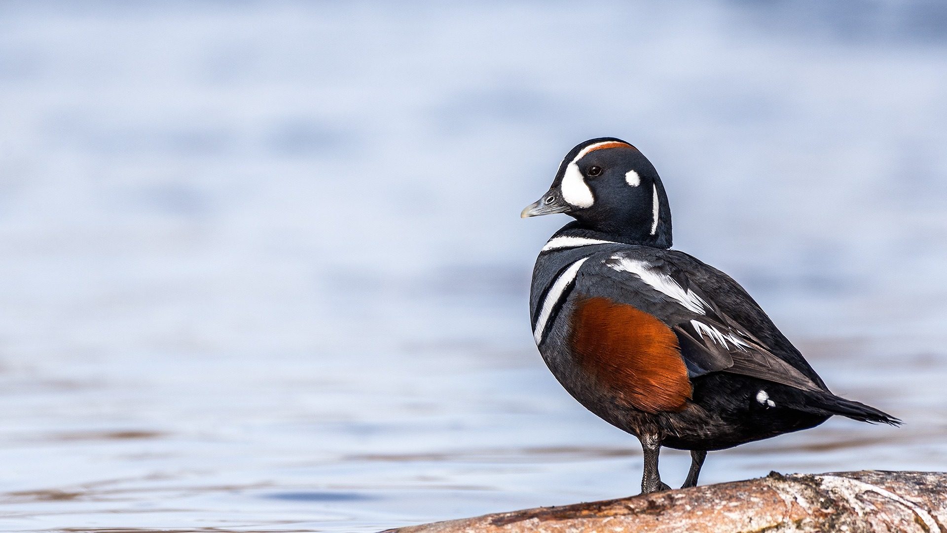 Harlequin Duck on the bank of the Bow River near Carburn Park, Calgary, AB