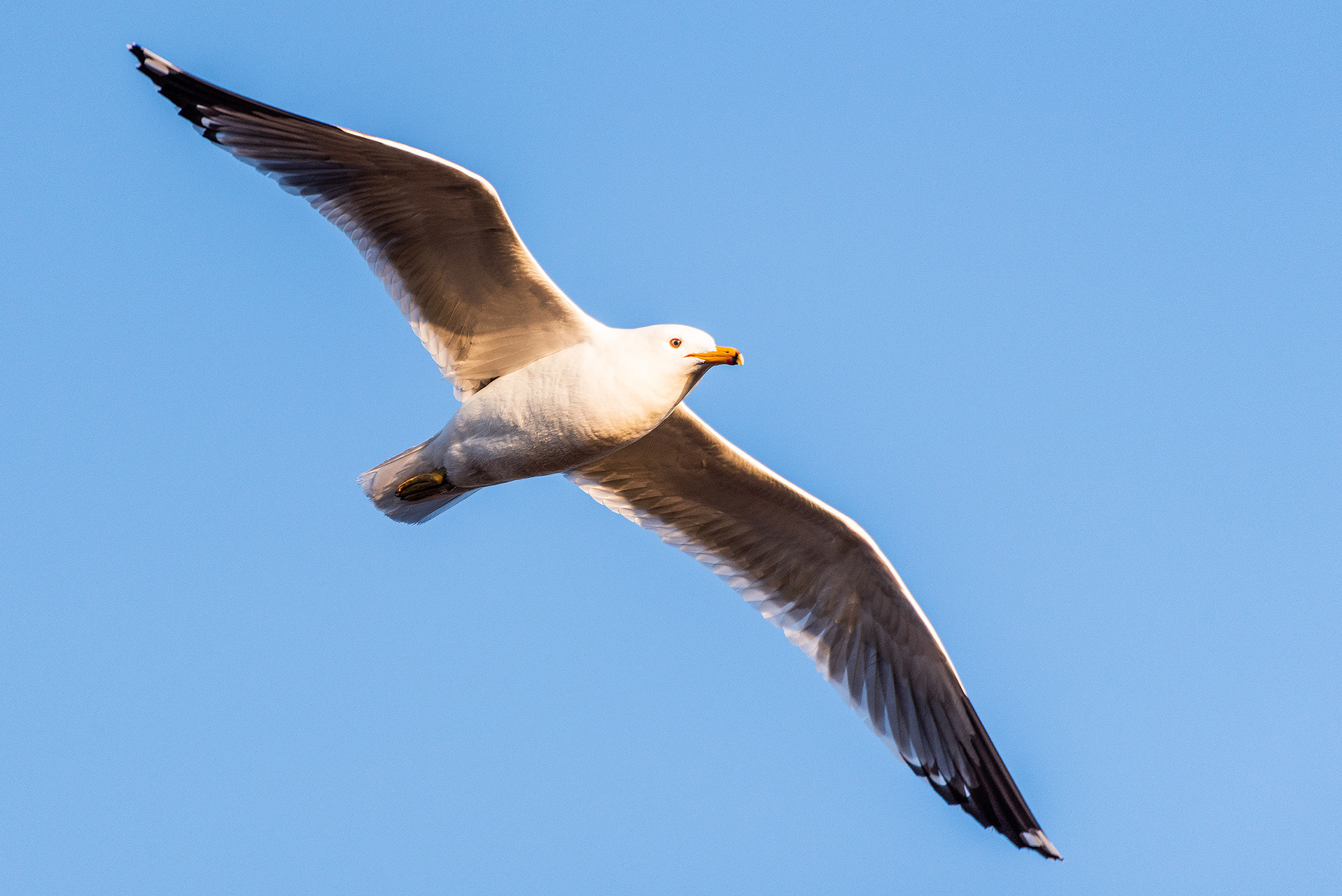 Gull in flight at Frank Lake, Alberta