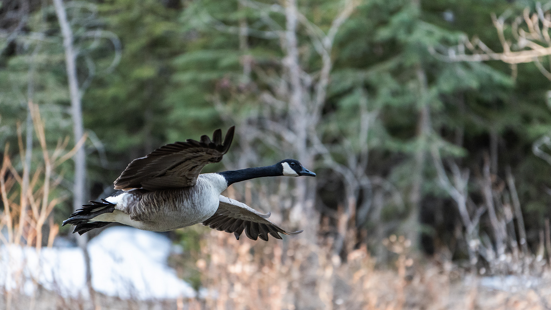 Canada Goose in flight near Shannon Terrace, Fish Creek Prov. Park, Calgary, AB