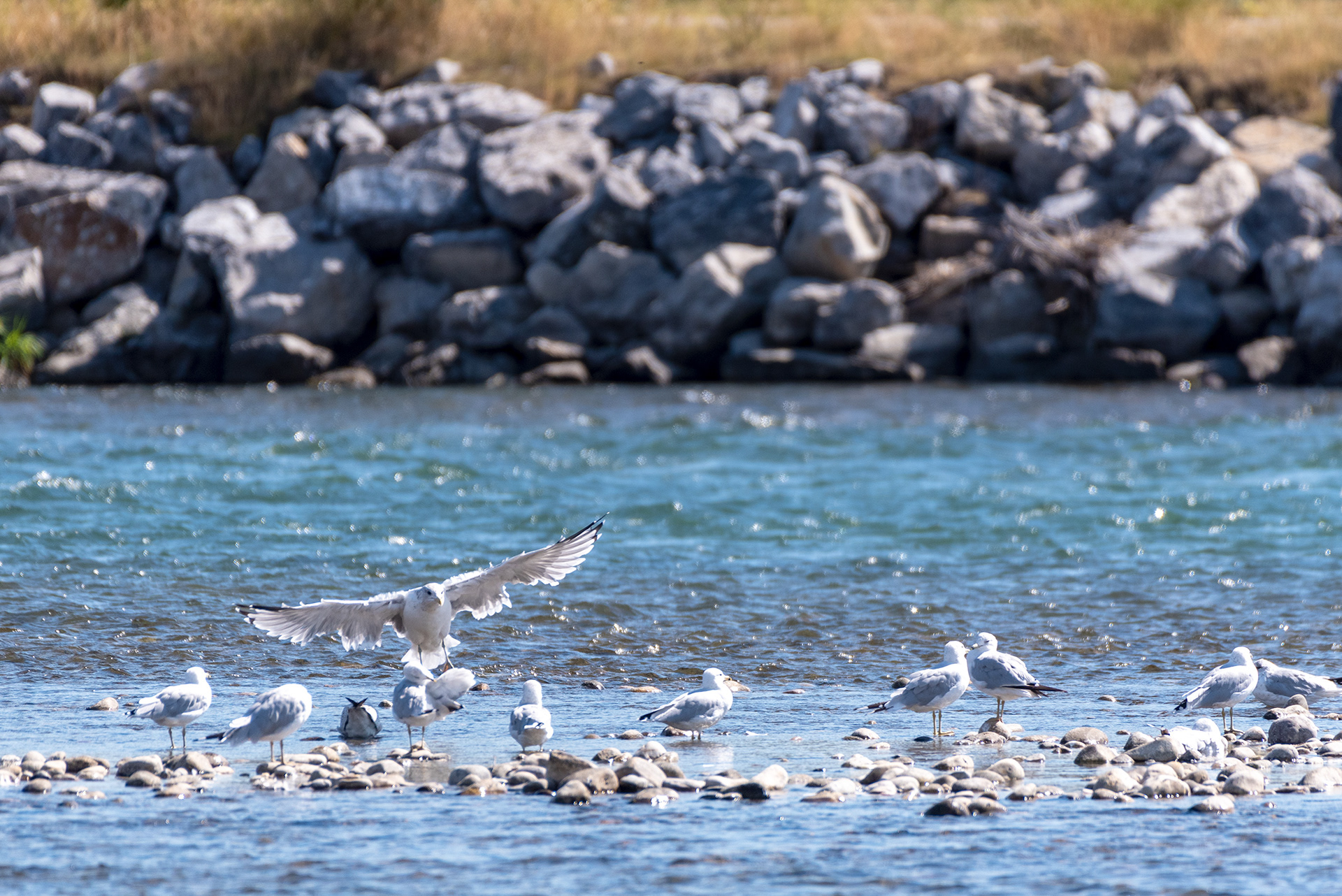 Gulls