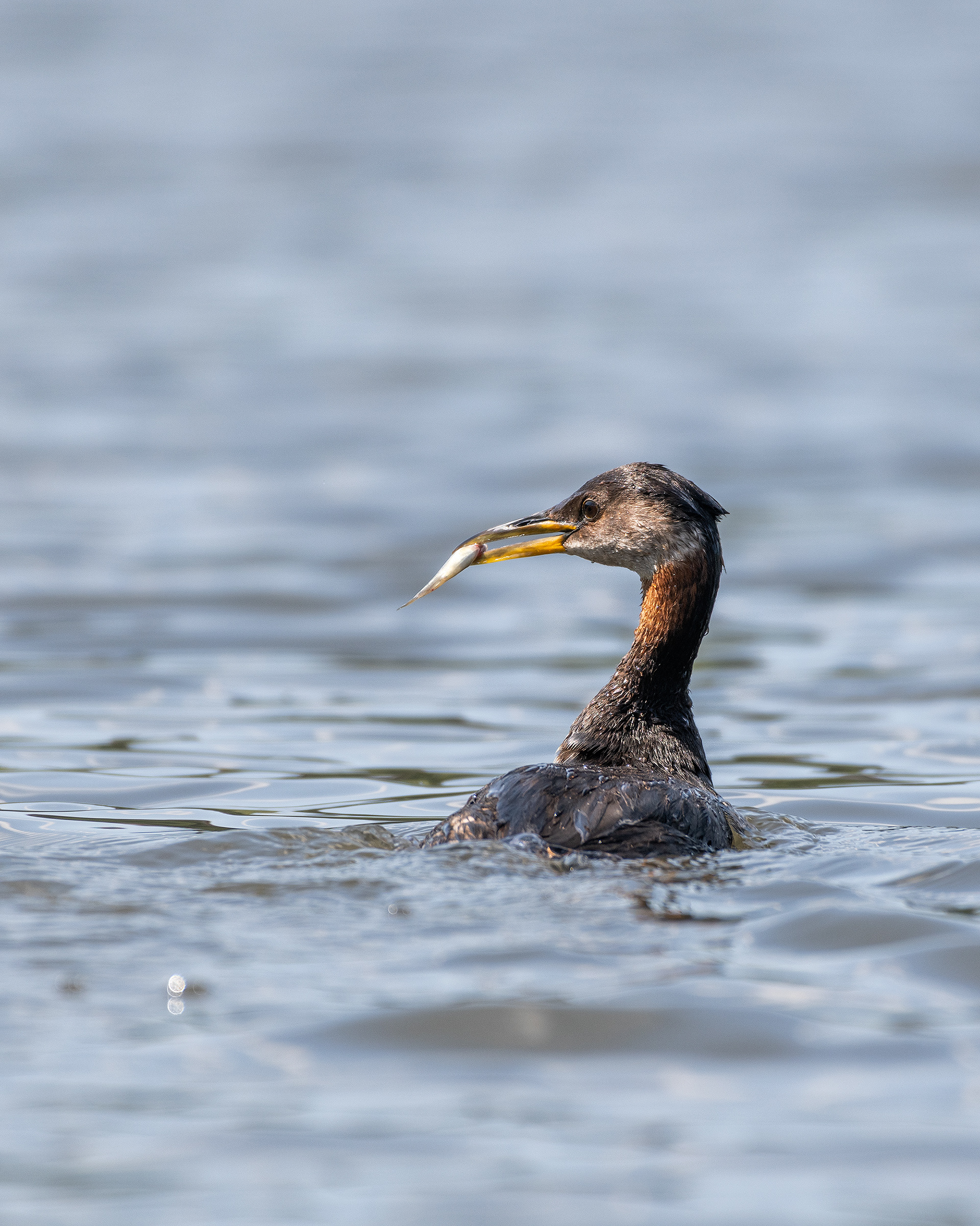 Red-necked Grebe (female), Marshall Springs - Fish Creek Prov. Park, Calgary, AB