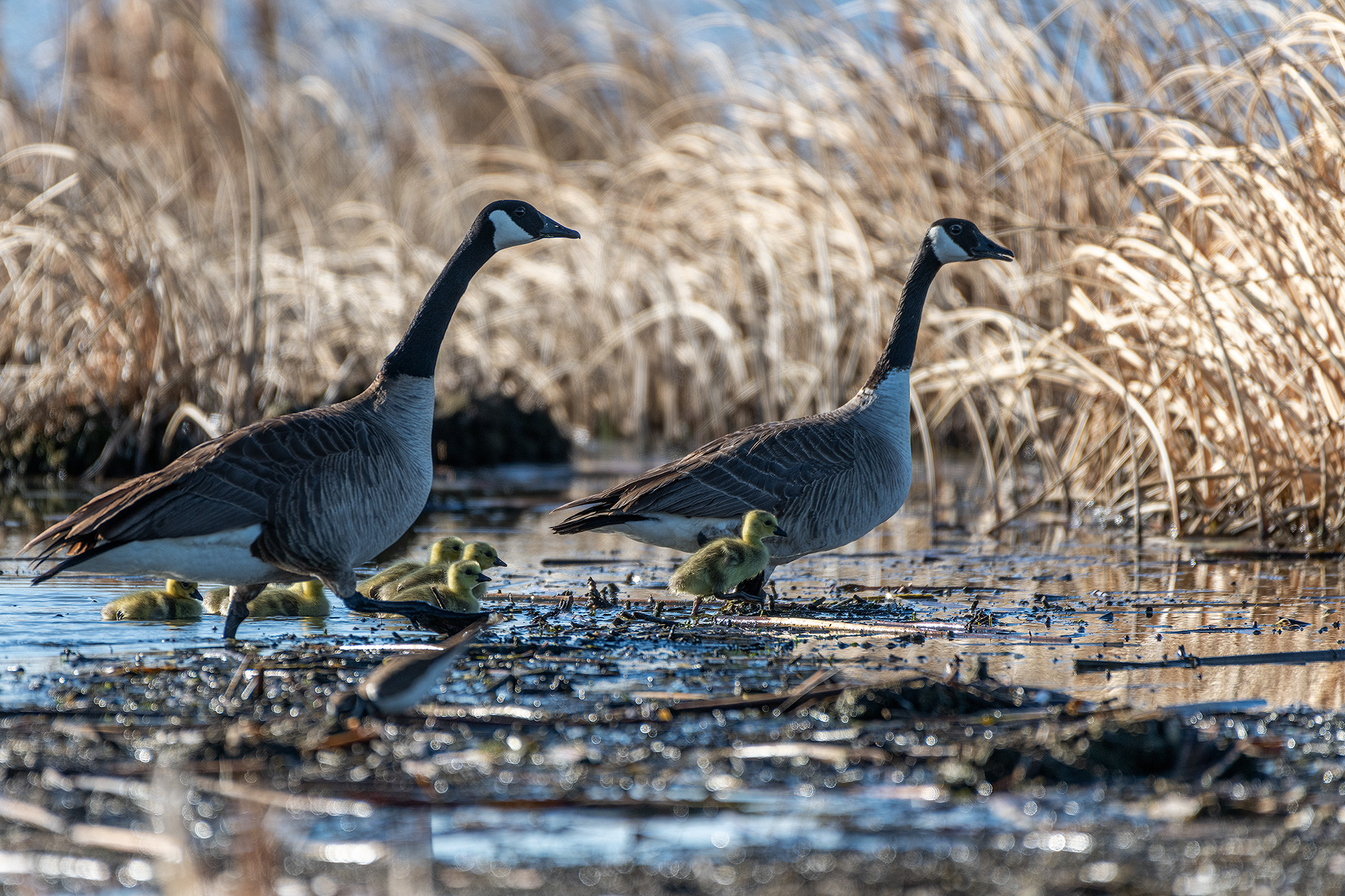 Canada Goose pair with goslings, Frank Lake, Alberta