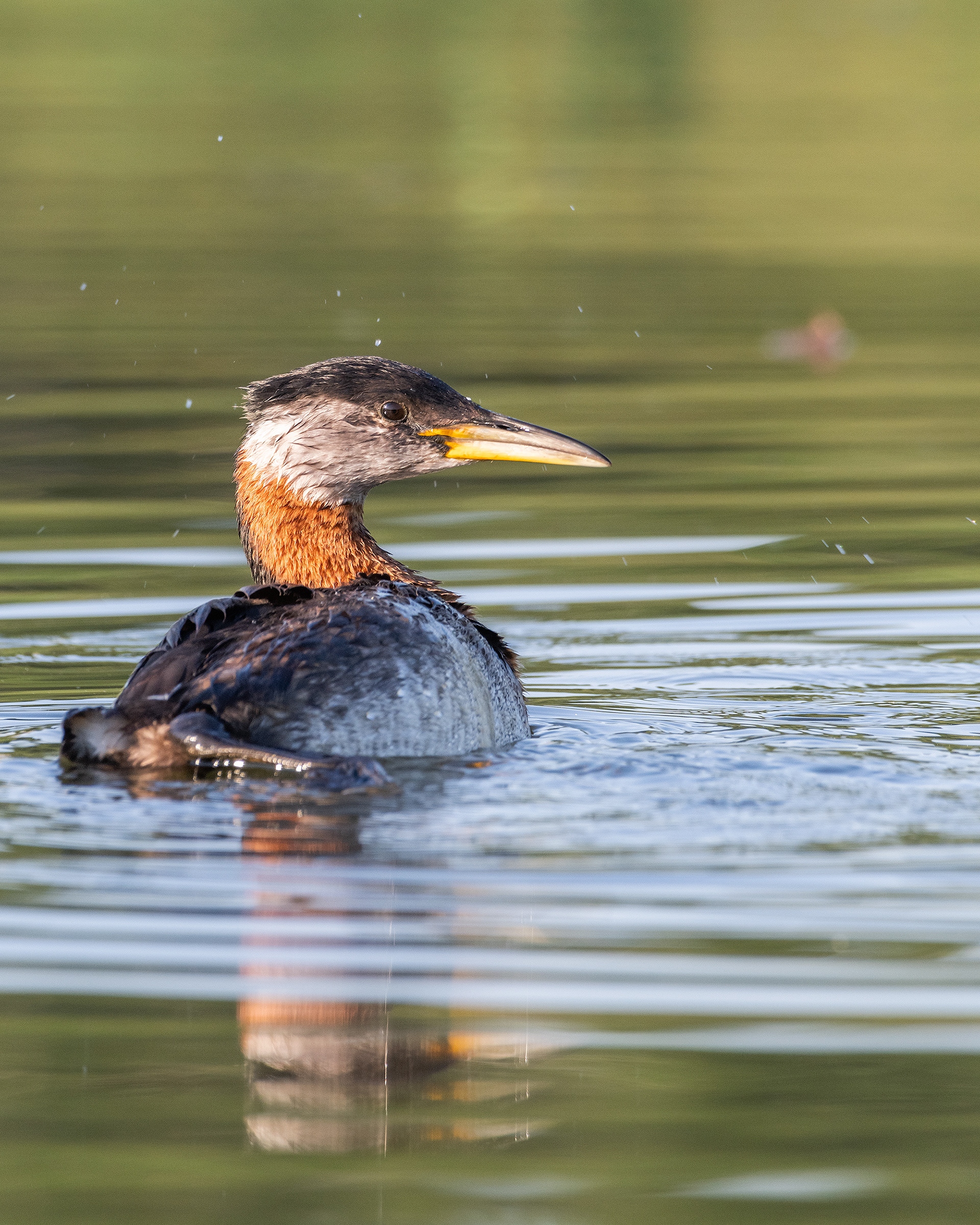 Red-necked Grebe (male), Marshall Springs - Fish Creek Prov. Park, Calgary, AB