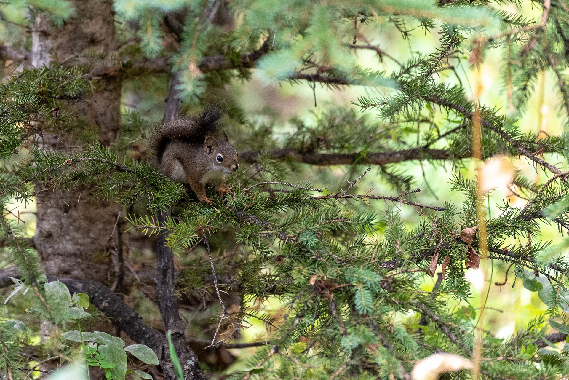 Squirrel