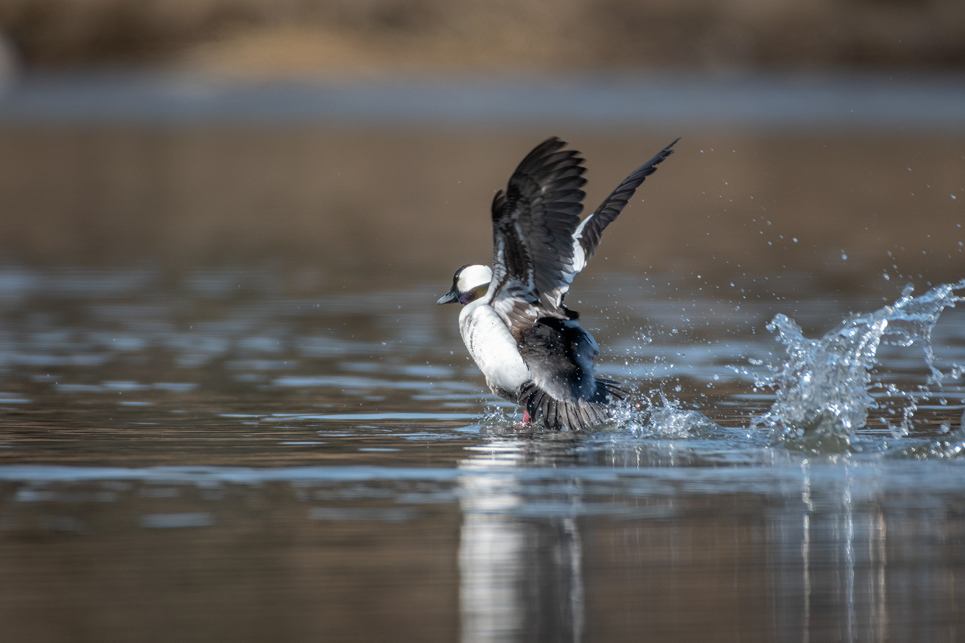 Bufflehead (male), Marshall Springs, Fish Creek Provincial Park, Calgary, AB