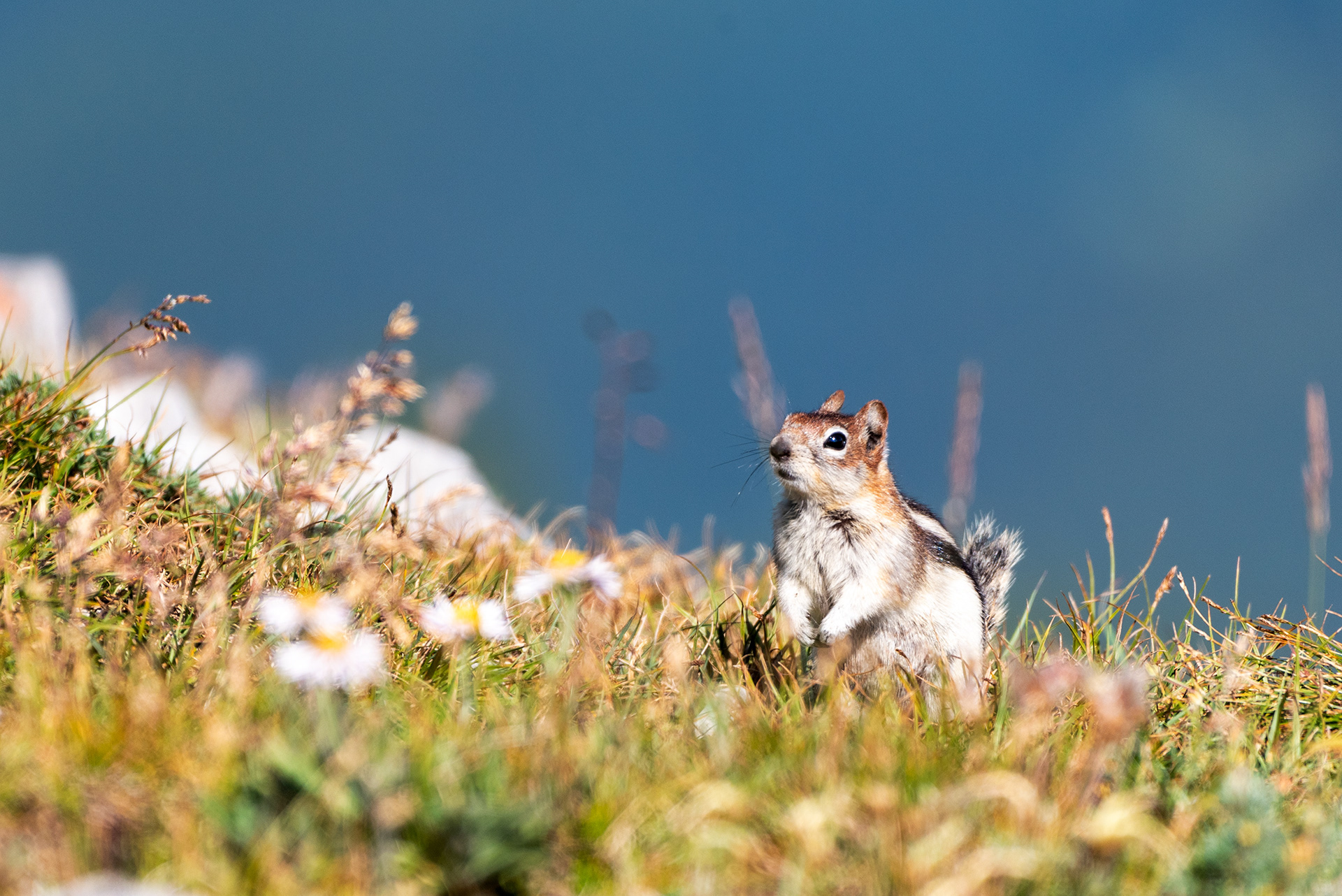 Chipmunk