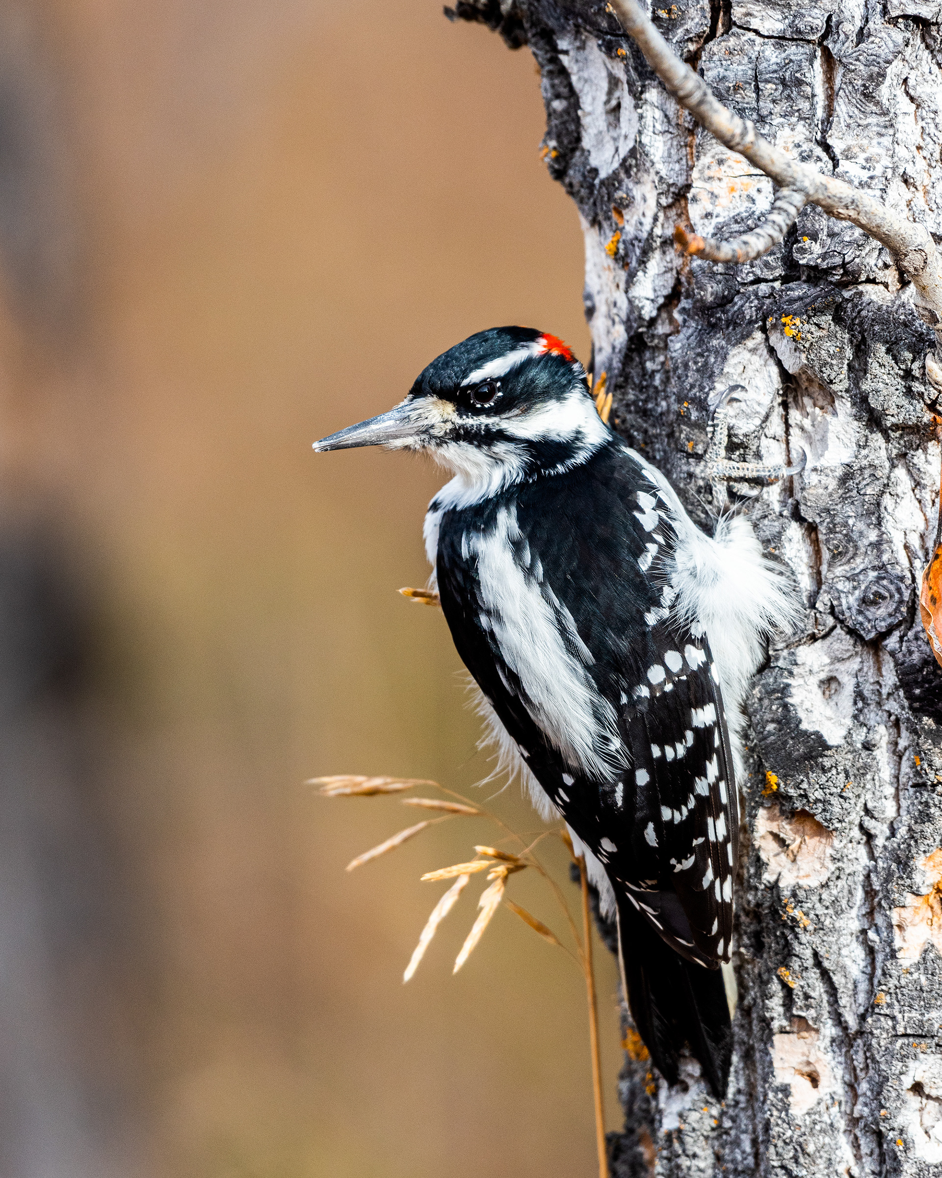 Hairy Woodpecker (male) near the Marshall Springs ponds in Fish Creek Provincial Park
