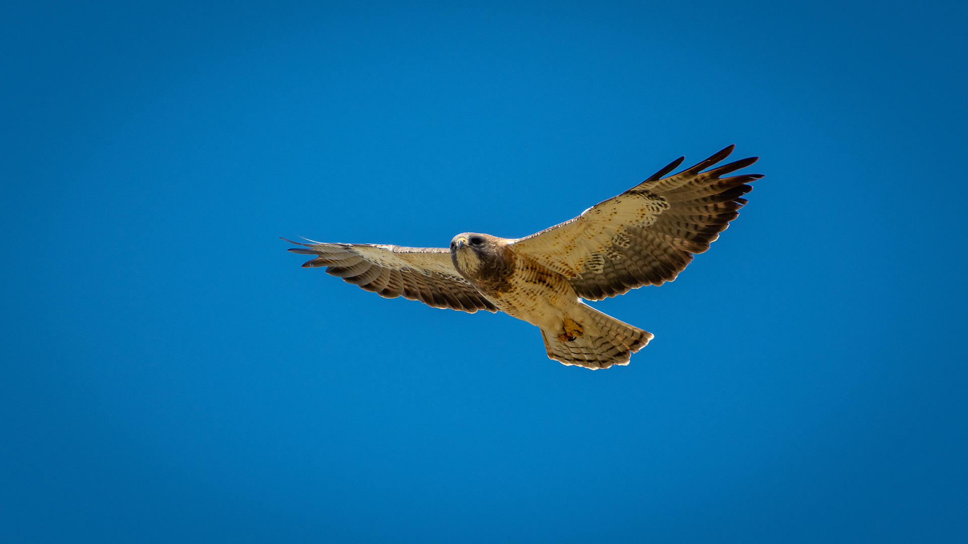 Hawk (in flight), near Max Bell Centre, Calgary, AB