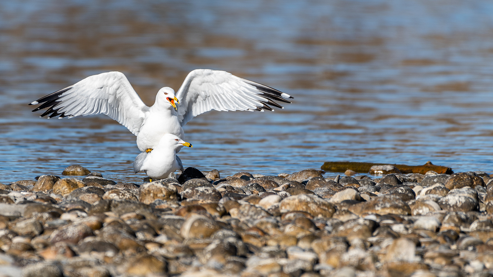 Ring-billed Gull pair on a small rock island in the Bow River near Carburn Park, Calgary, AB