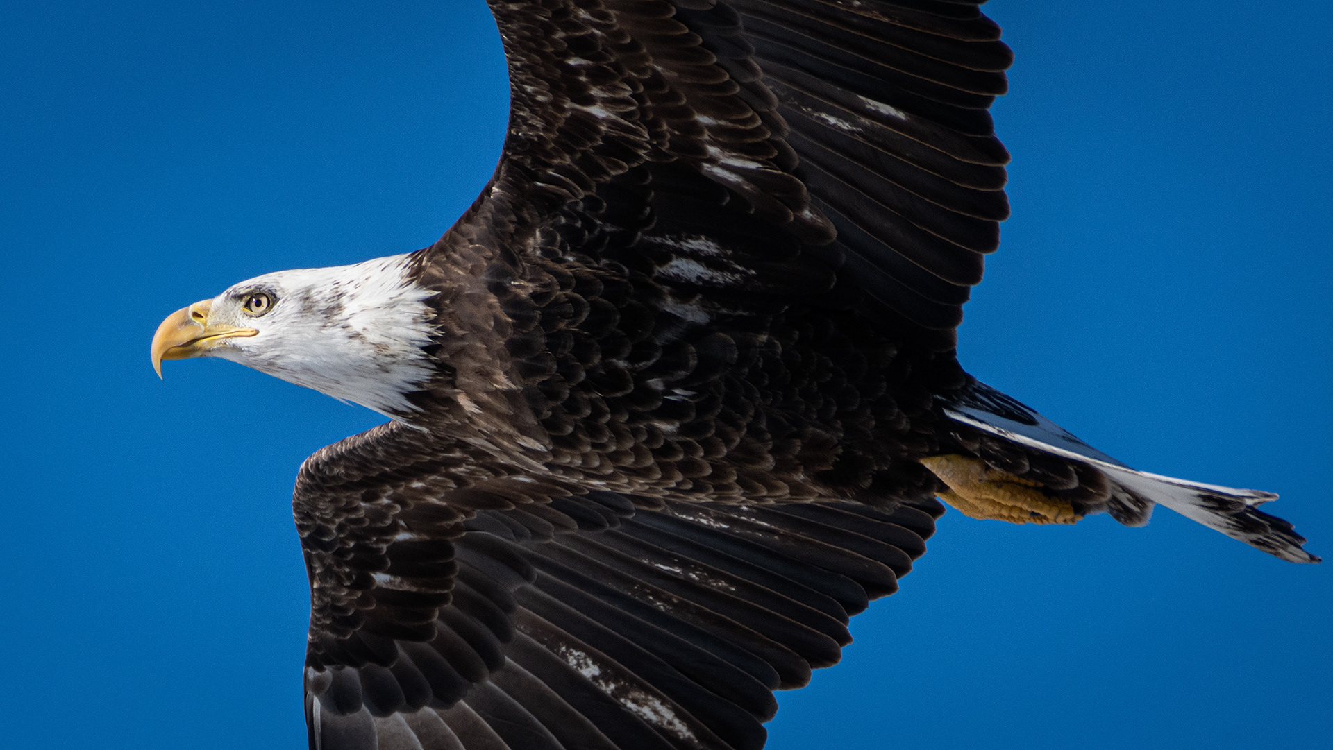 Bald Eagle (immature, but barely) in flight - Southview Off Leash Dog Park, Calgary, AB