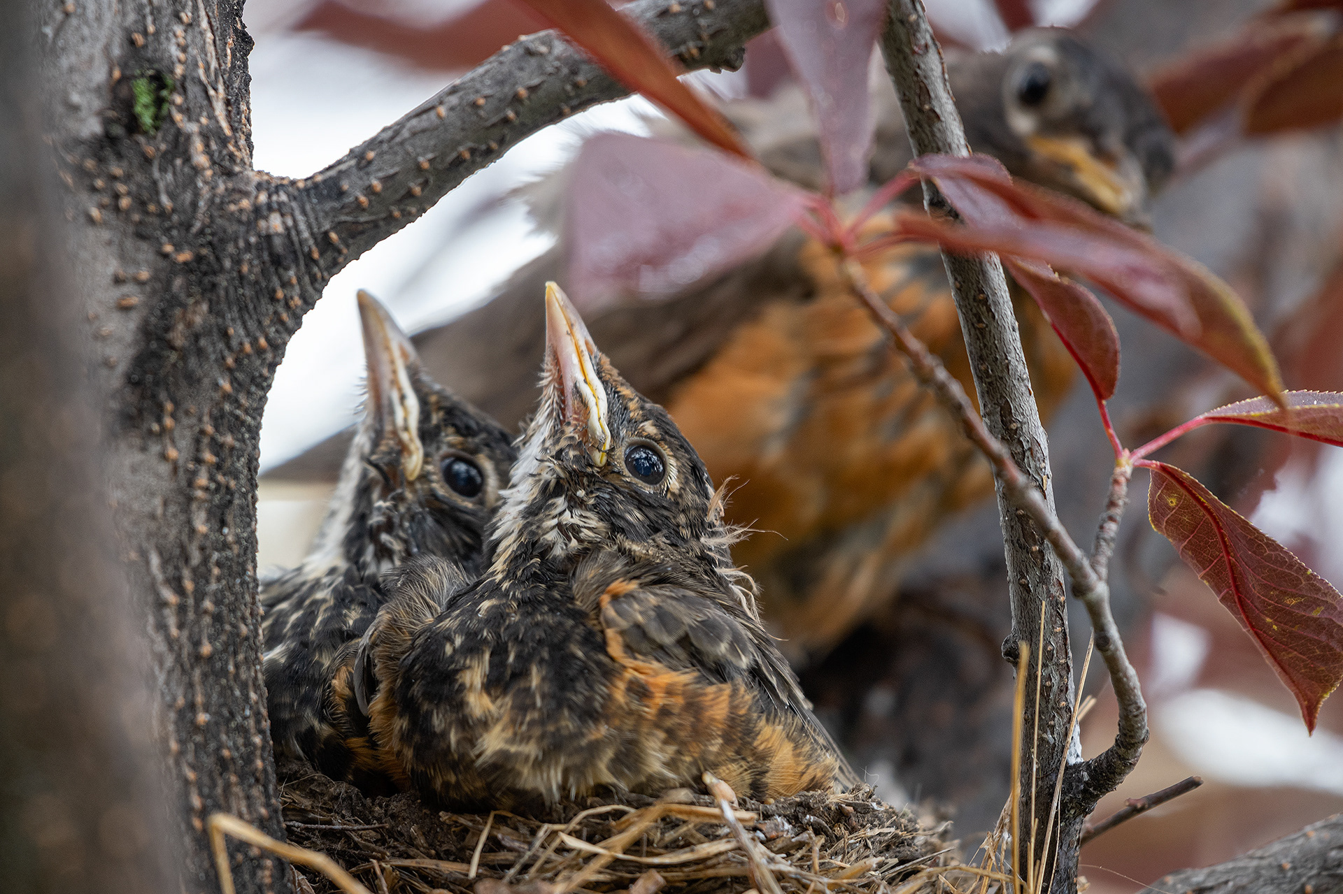 American Robins, Bridlewood, Calgary, AB