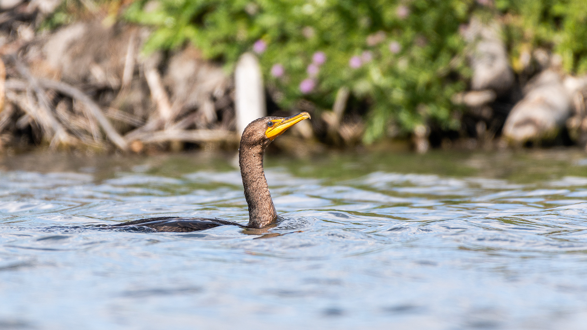 Double-crested Cormorant, Marshall Springs - Fish Creek Prov. Park, Calgary, AB