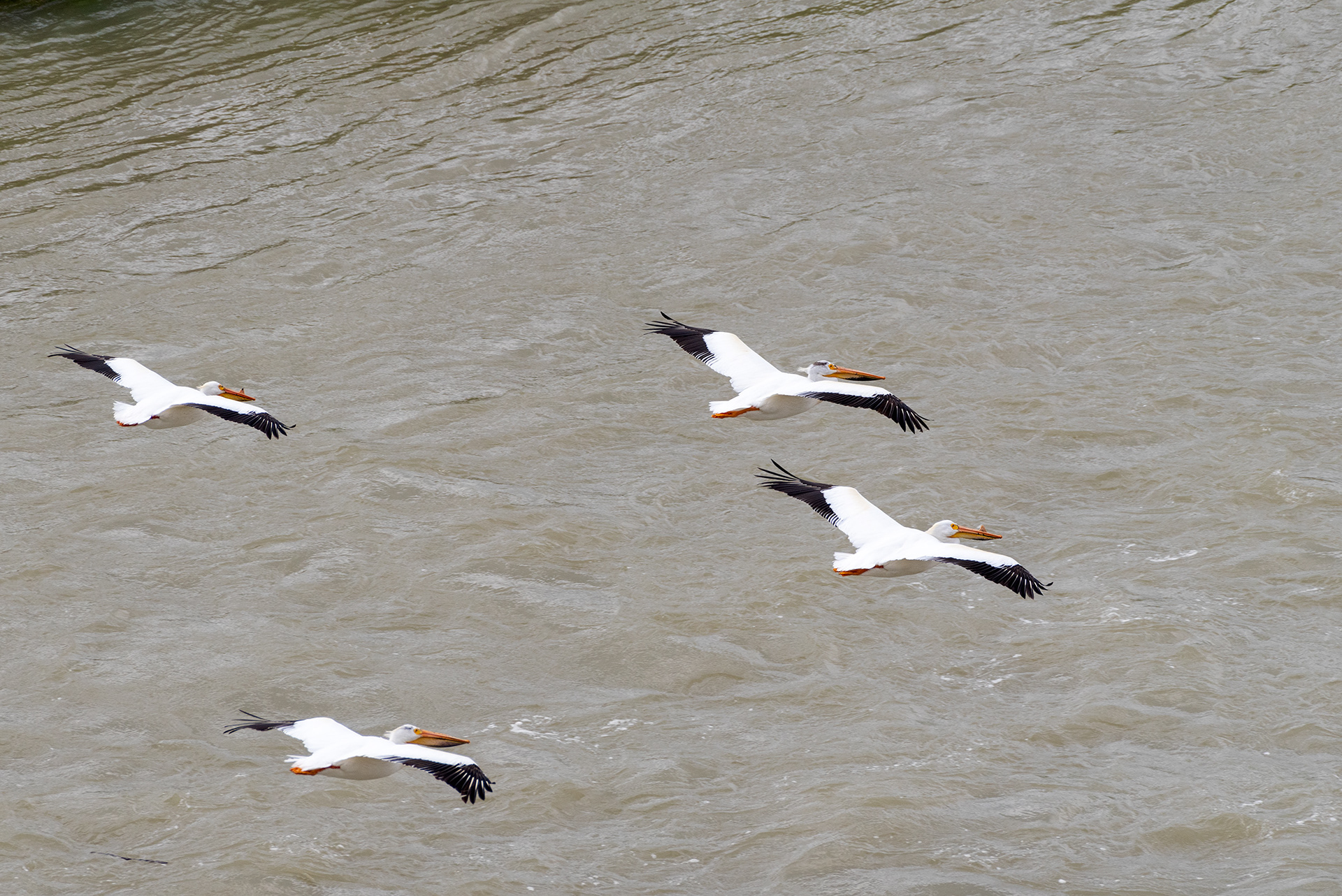 American White Pelicans, Patterson Homestead Memorial Park, Bow River, Calgary, Alberta