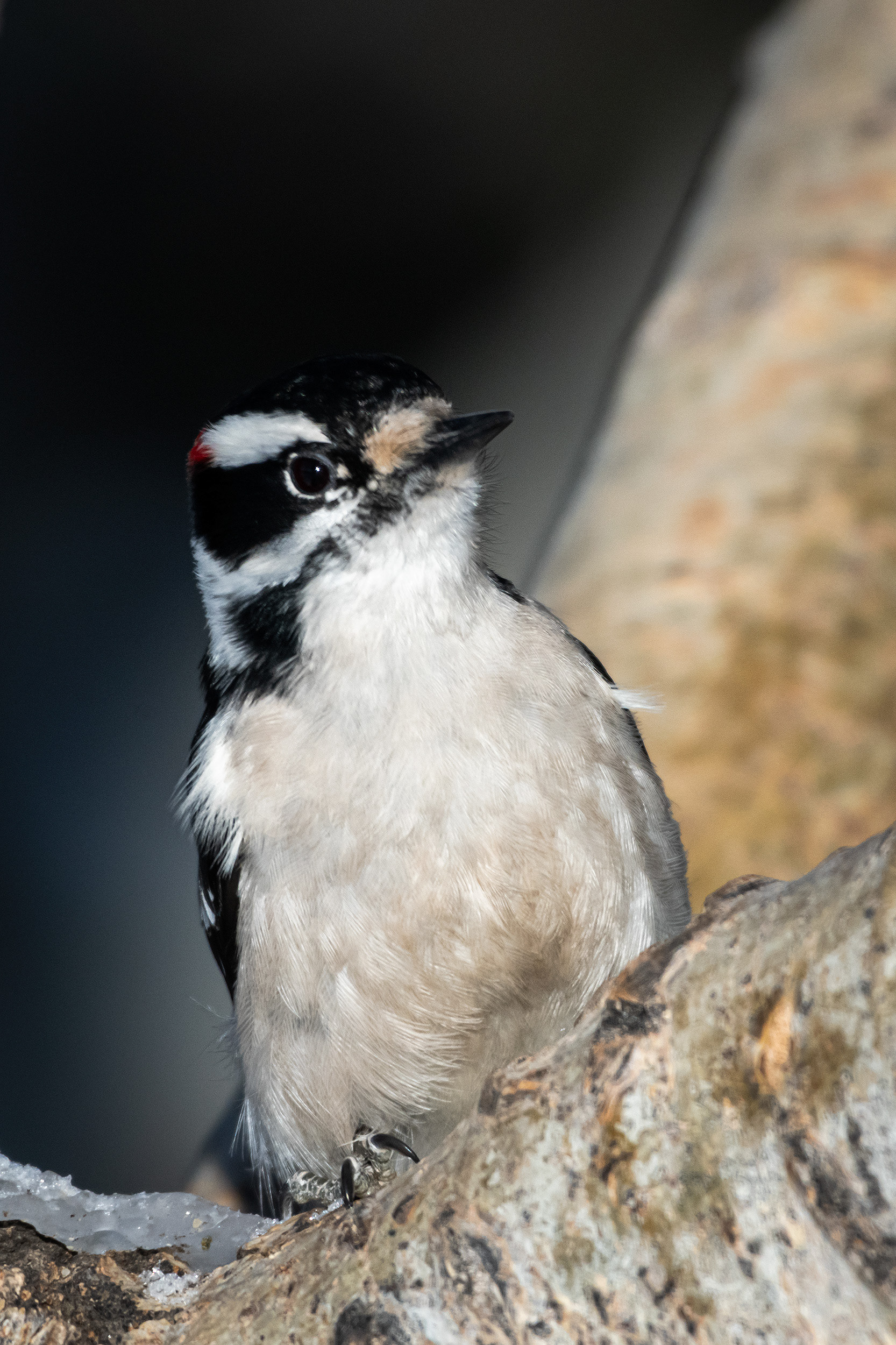Downy Woodpecker (male), near the Marshall Springs area of Fish Creek Provincial Park, Calgary, AB