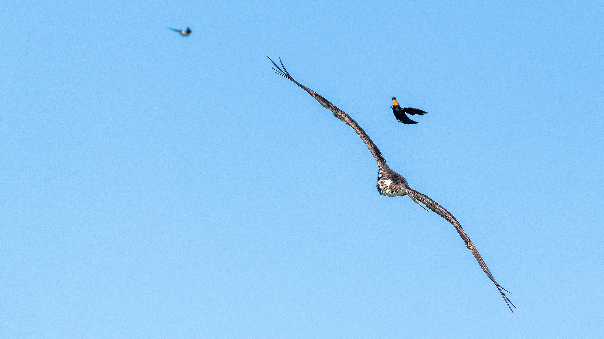 Osprey (in flight) being pestered by a male Red-winged Blackbird (in flight), Marshall Springs - Fish Creek Prov. Park, Calgary, AB