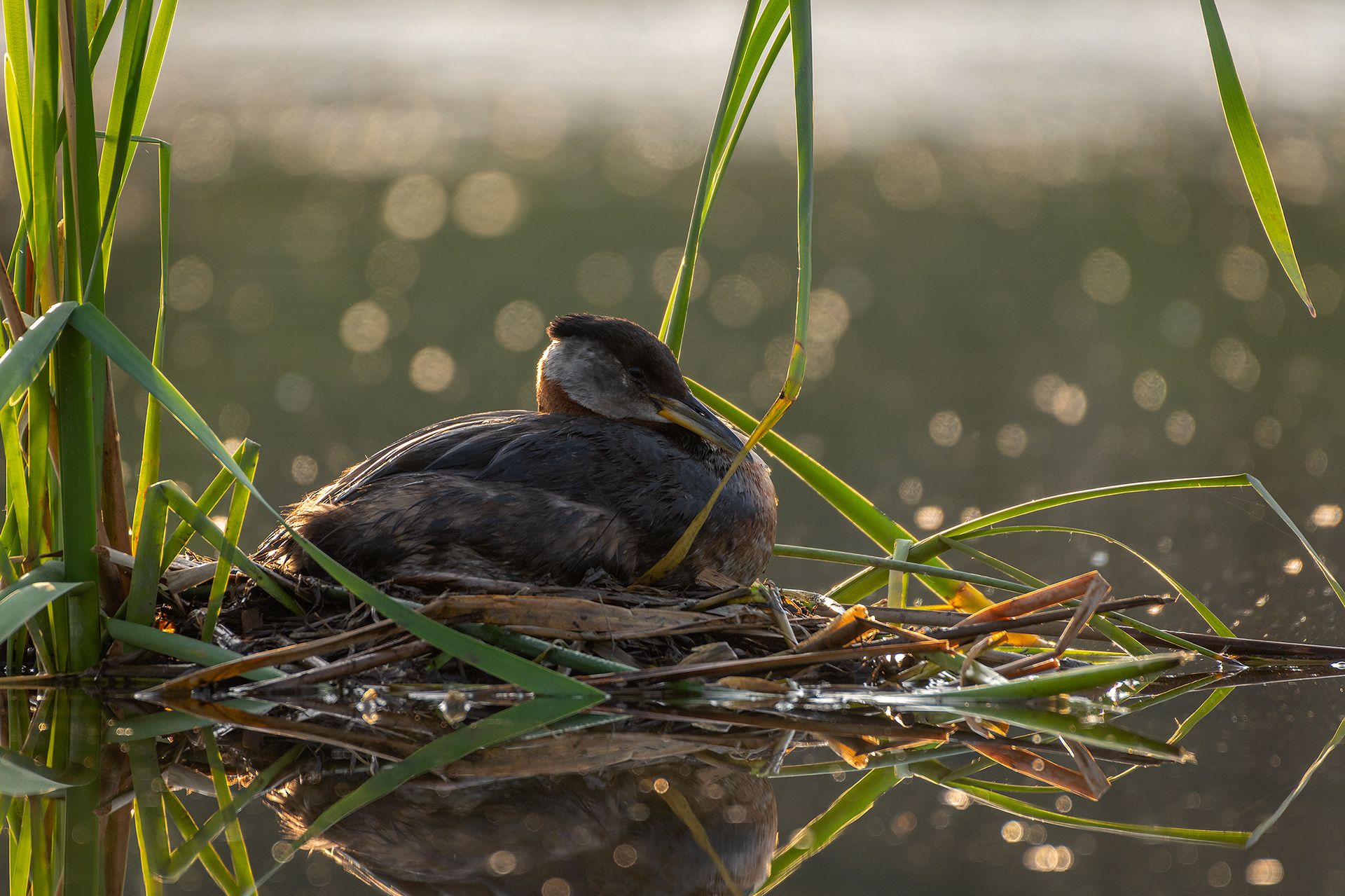Red-necked Grebe, Marshall Springs ponds, Fish Creek Provincial Park, Calgary, AB