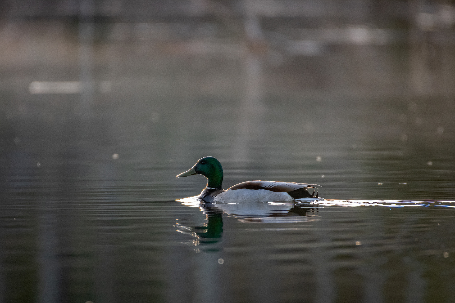 Mallard (male), Marshall Springs ponds, Fish Creek Provincial Park, Calgary, AB