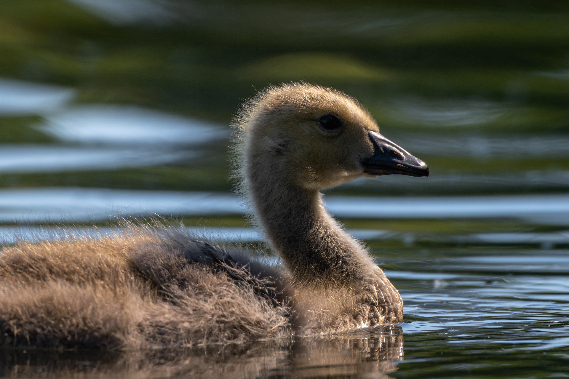 Canada Goose (immature) close-up, Marshall Springs ponds, Fish Creek Provincial Park, Calgary, AB