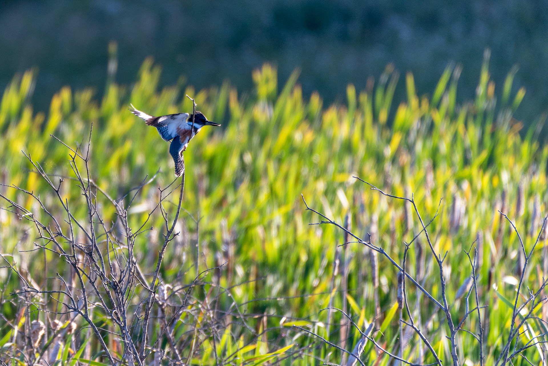 Belted Kingfisher (female), at the Marshall Springs ponds in Fish Creek Provincial Park