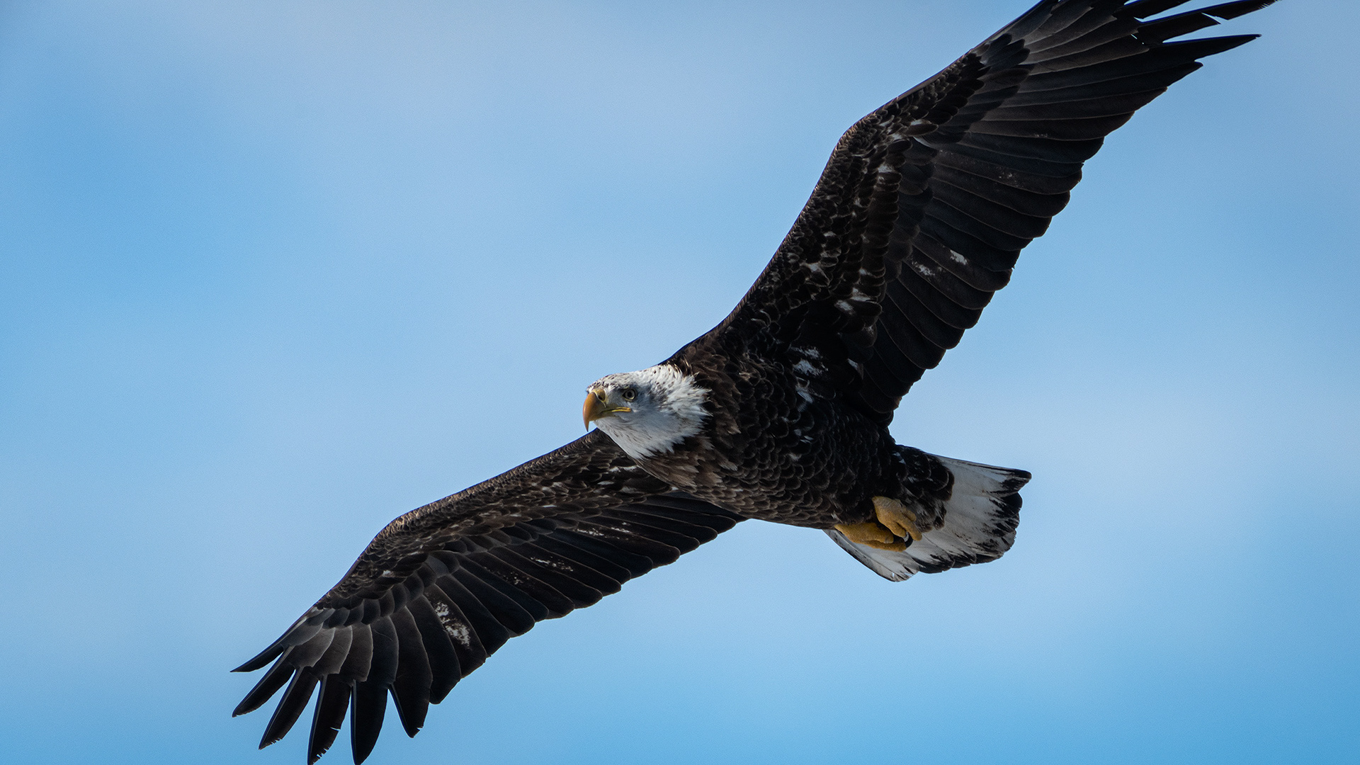 Bald Eagle (immature, but barely) in flight - Southview Off Leash Dog Park, Calgary, AB