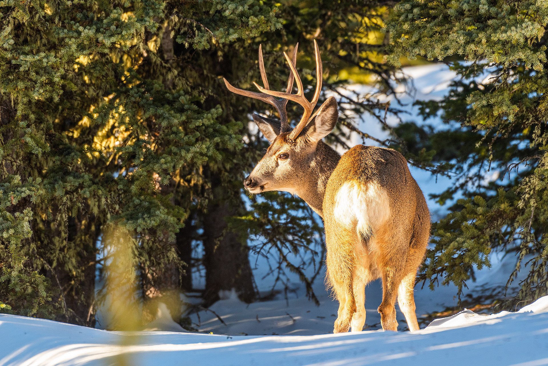 Mule Deer Buck near the peak of Prairie Mountain, close to Elbow Falls, AB