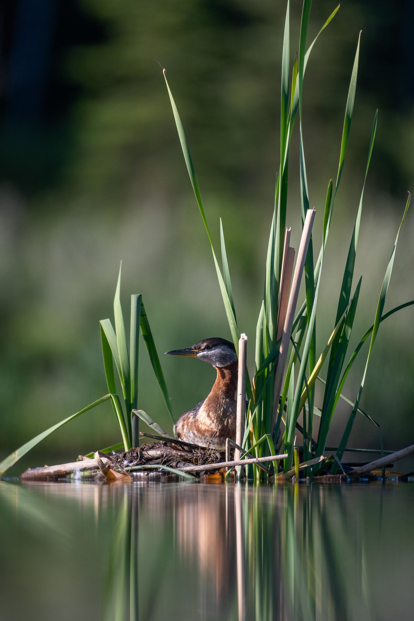 Red-necked Grebe, Marshall Springs ponds, Fish Creek Provincial Park, Calgary, AB