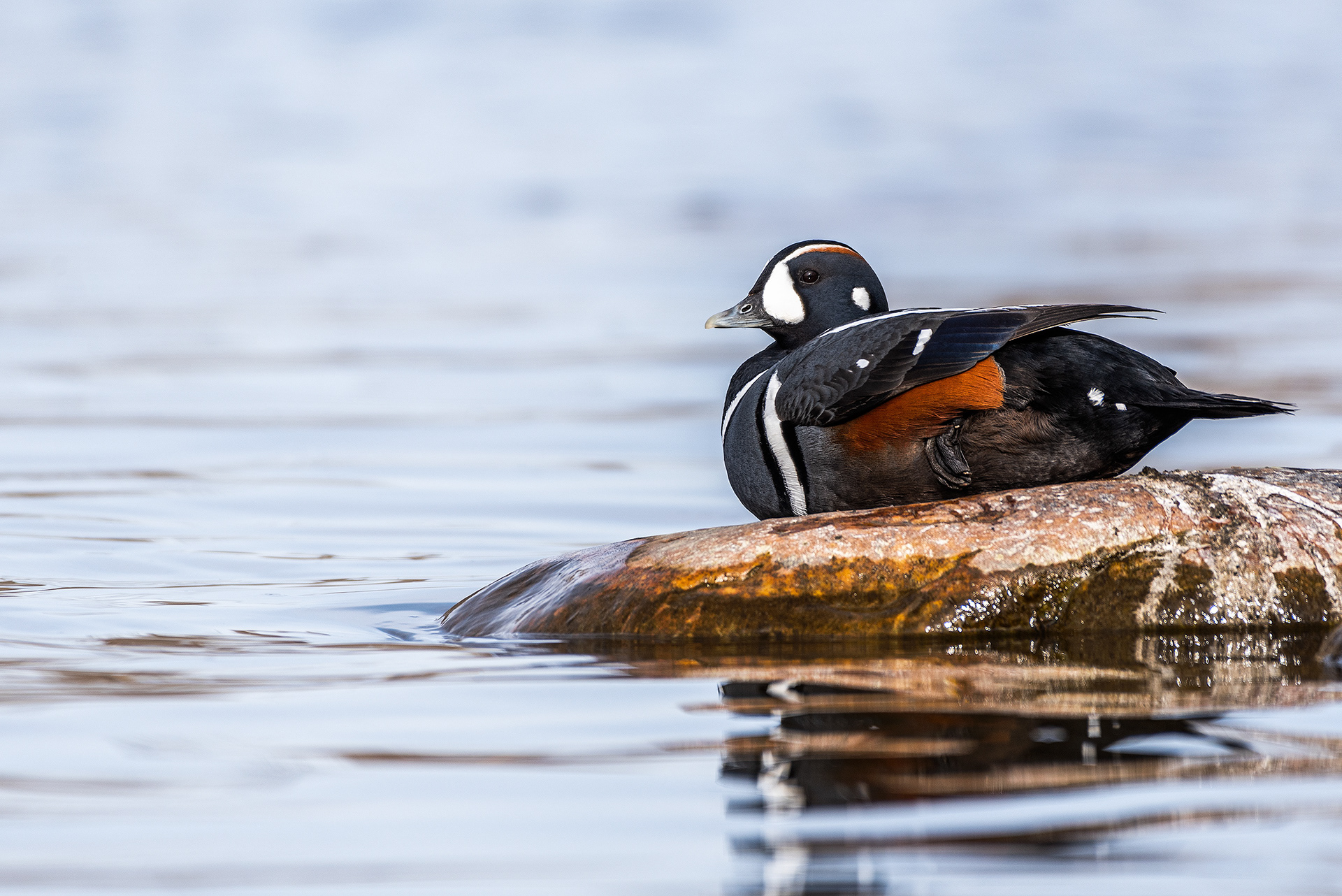 Harlequin Duck on the bank of the Bow River near Carburn Park, Calgary, AB