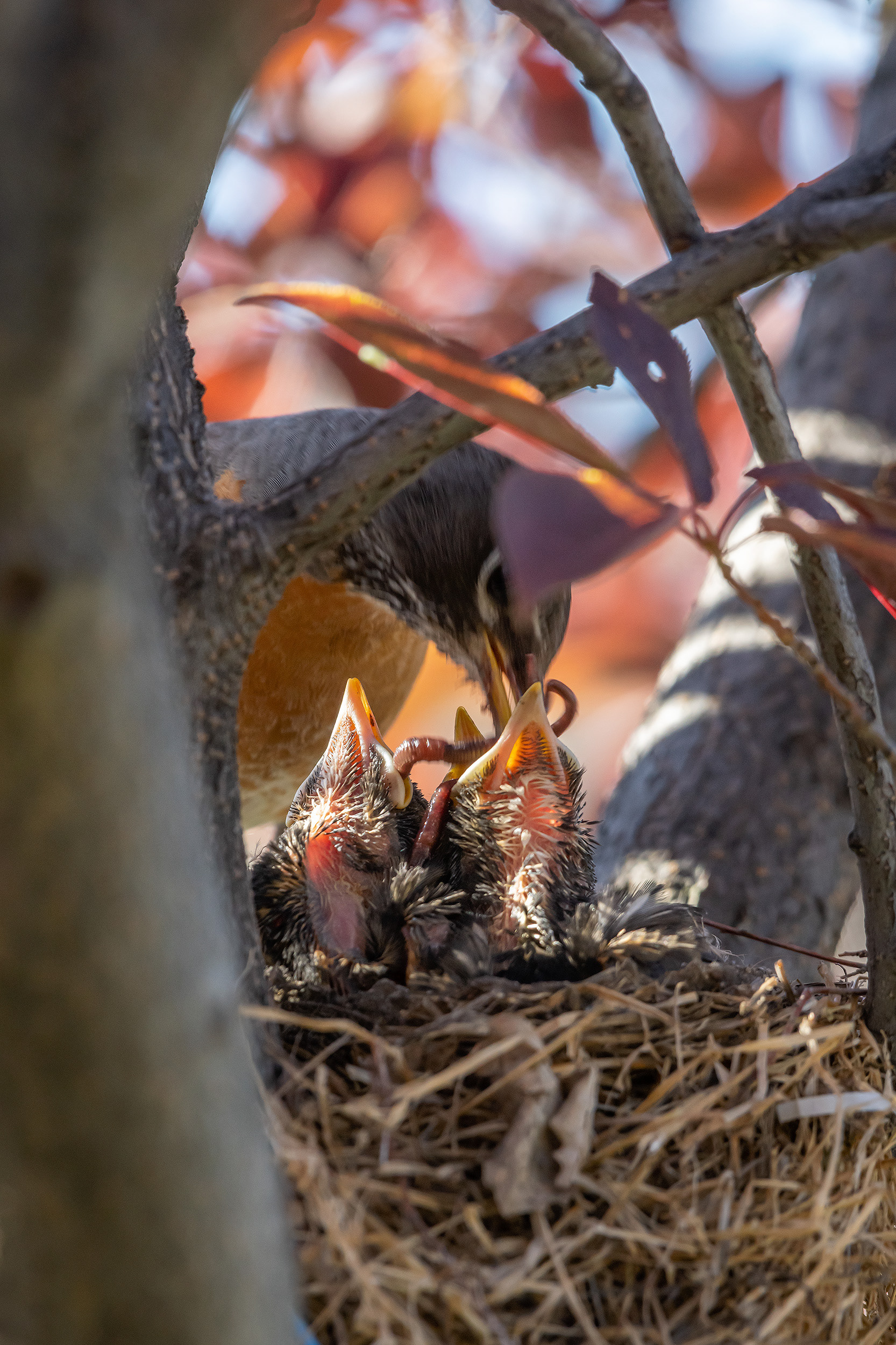 American Robin hatchlings being fed, Bridlewood, Calgary, AB