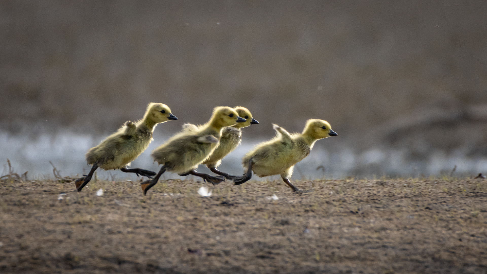 Canada Goose goslings, Glenmore Reservoir, North Glenmore Park, Calgary, AB