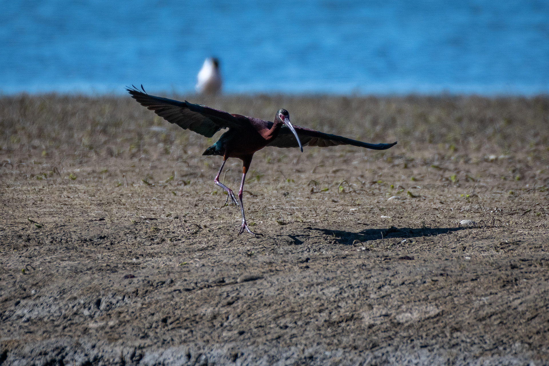 White-faced Ibis (landing), Glenmore Reservoir, North Glenmore Park, Calgary, AB