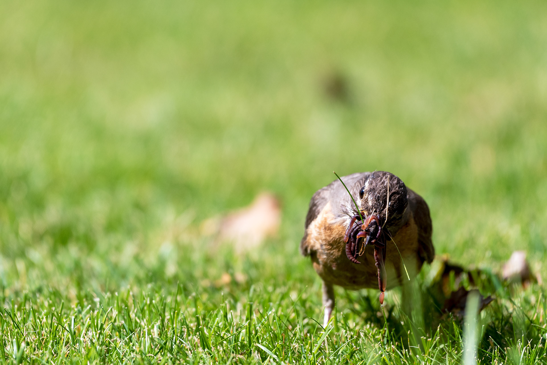 Bill already full of worms, American Robin continues to search the grass for more