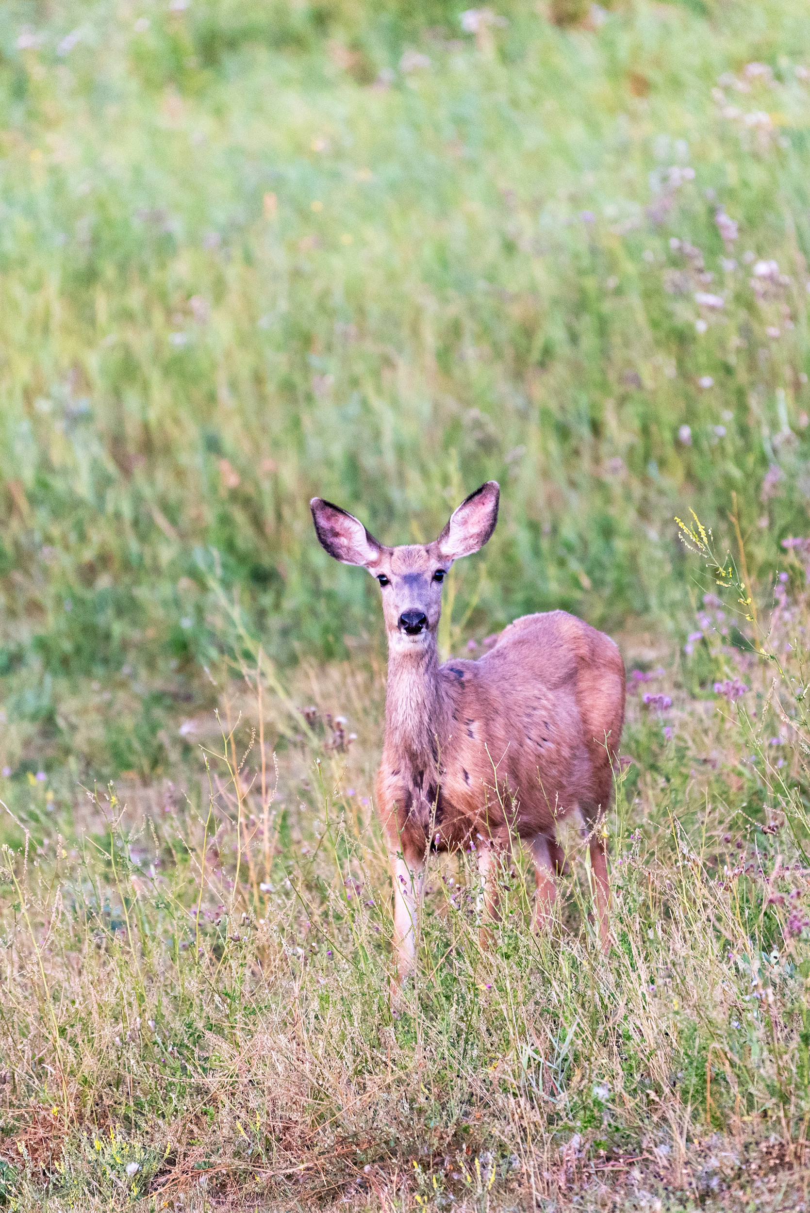 Deer