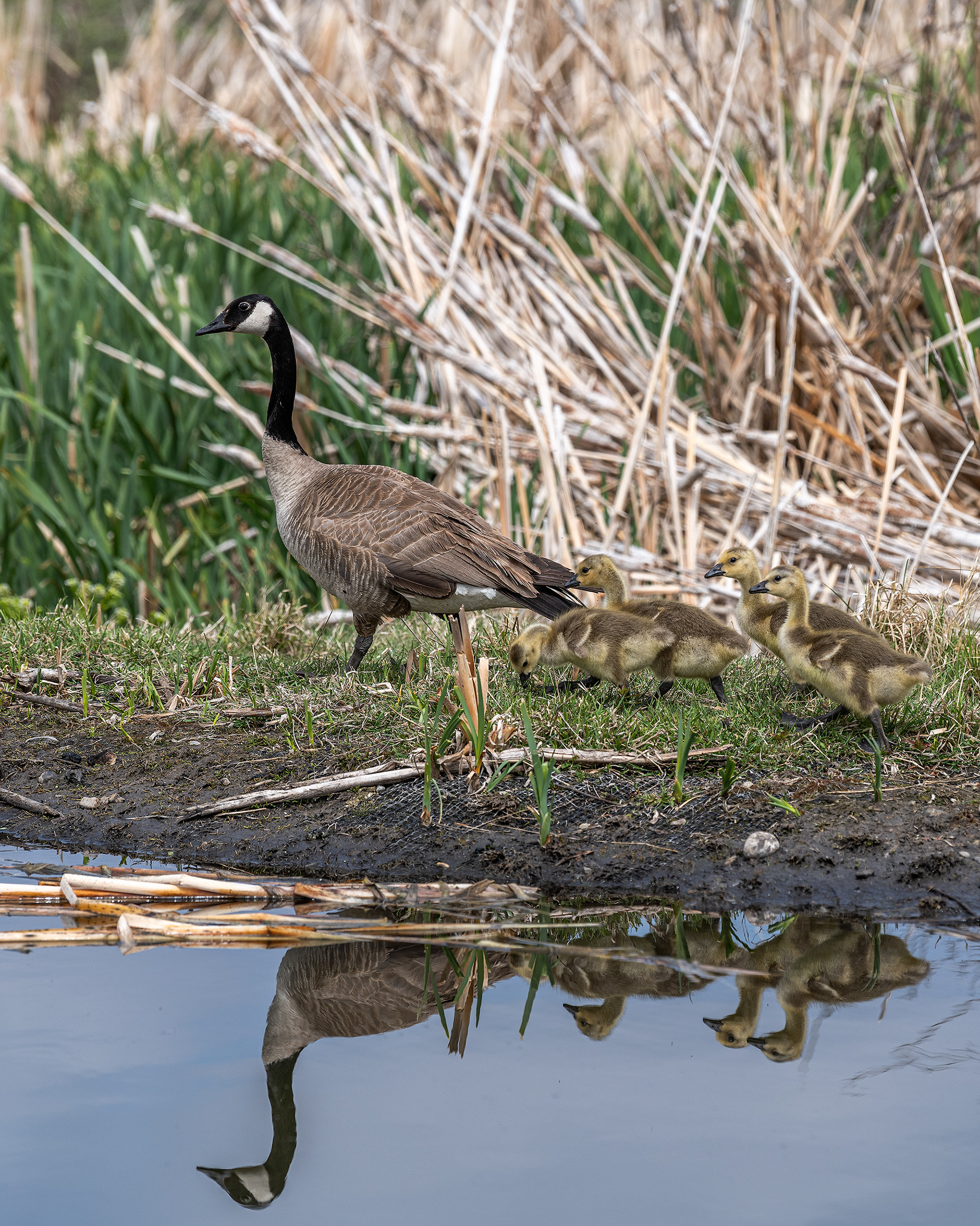 Canada Goose with (fast growing) goslings at the Marshall Springs ponds in Fish Creek Provincial Park