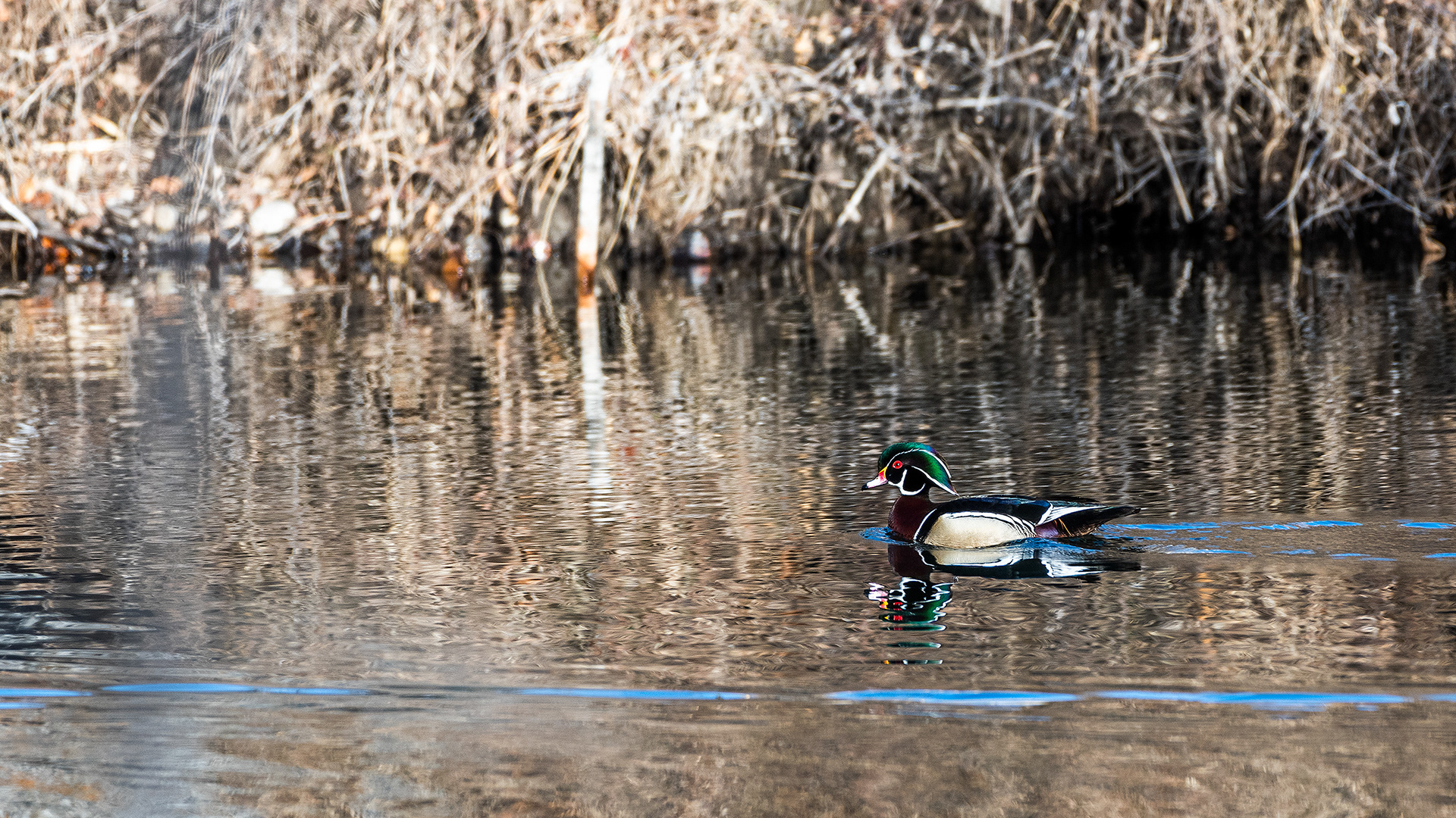 Wood Duck (male) at the Inglewood Bird Sanctuary & Nature Centre, Calgary, Alberta