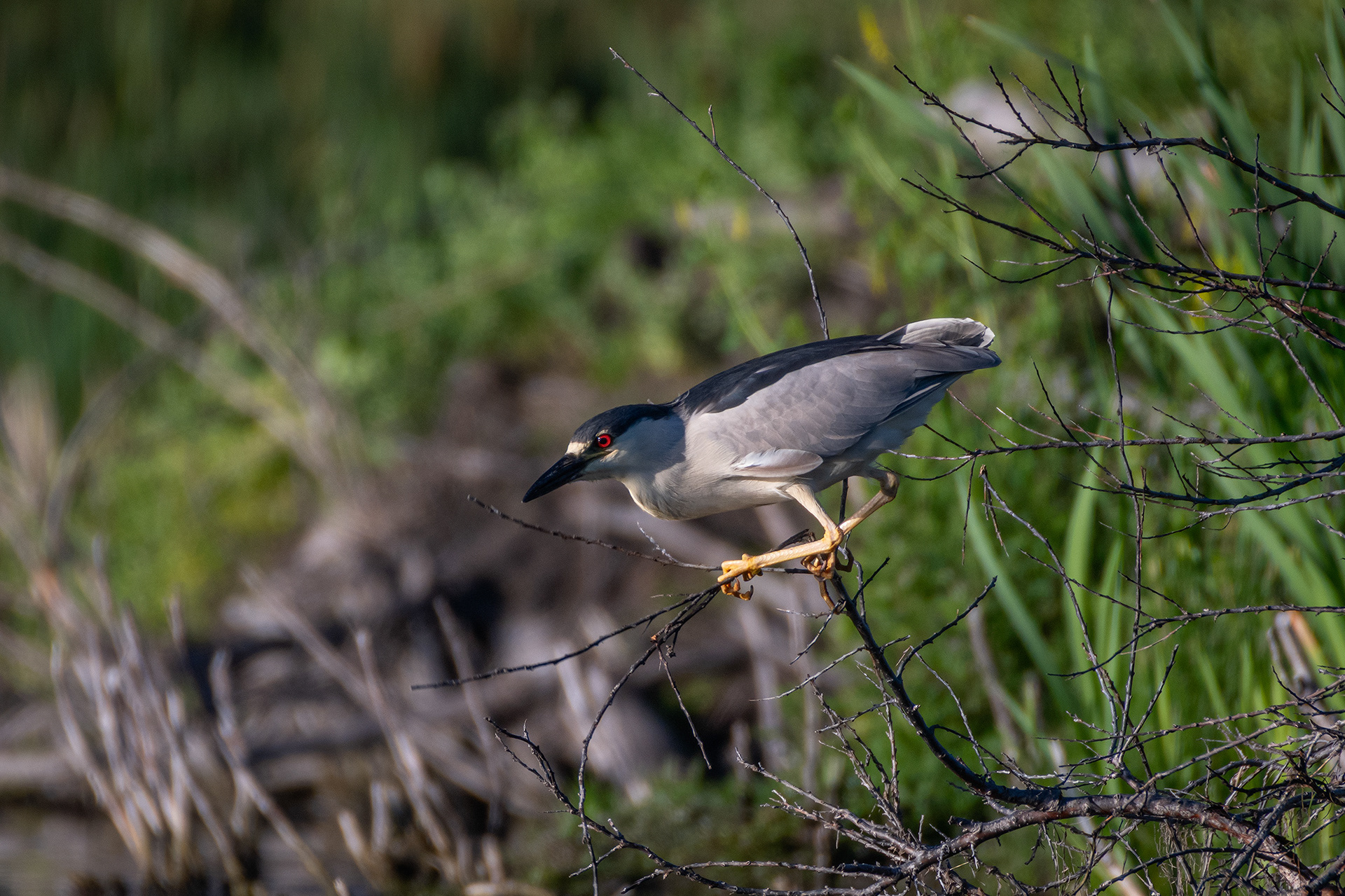 Black-crowned Night-Heron, Marshall Springs ponds, Fish Creek Provincial Park, Calgary, AB
