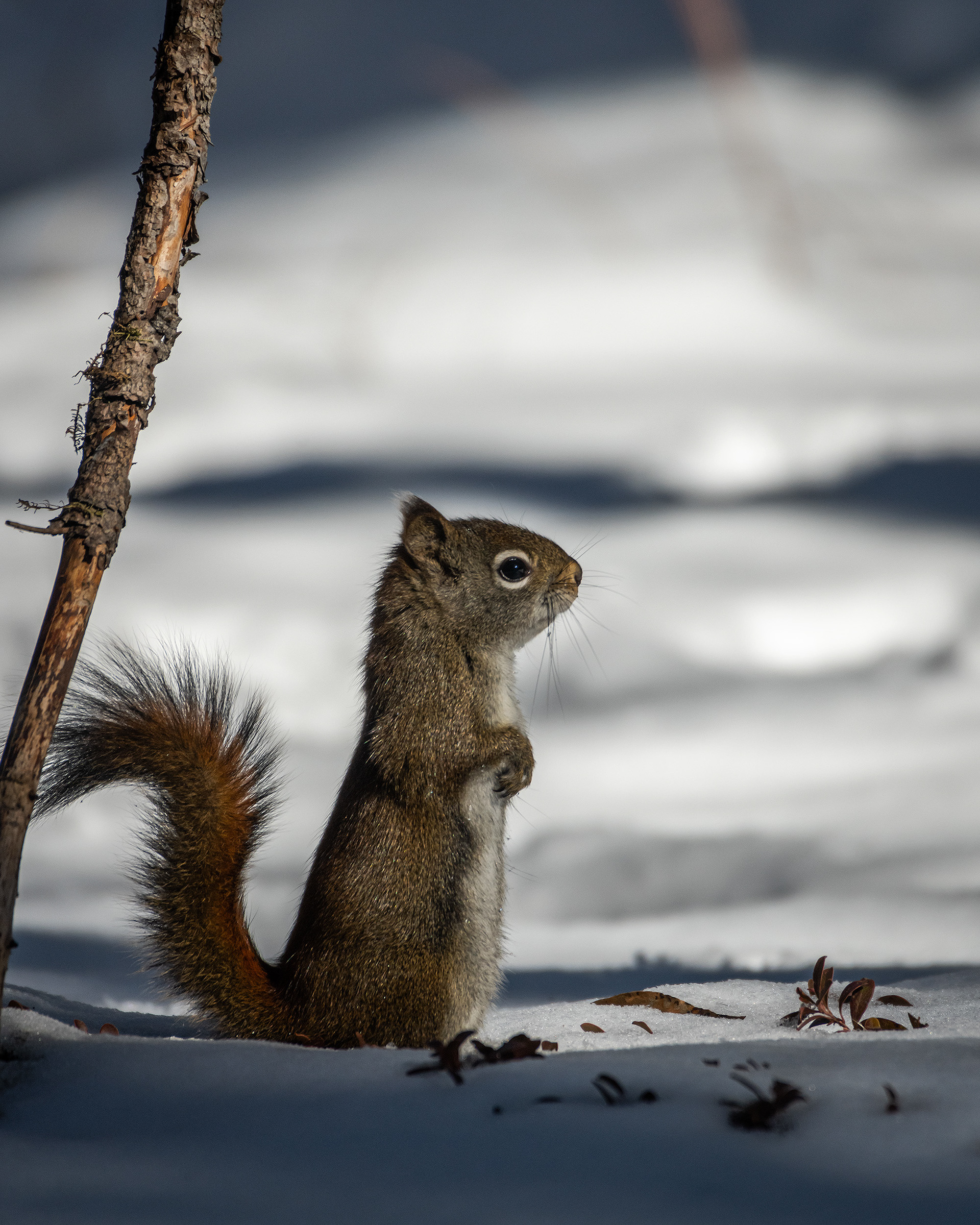 Red Squirrel, near the Marshall Springs area of Fish Creek Provincial Park, Calgary, AB