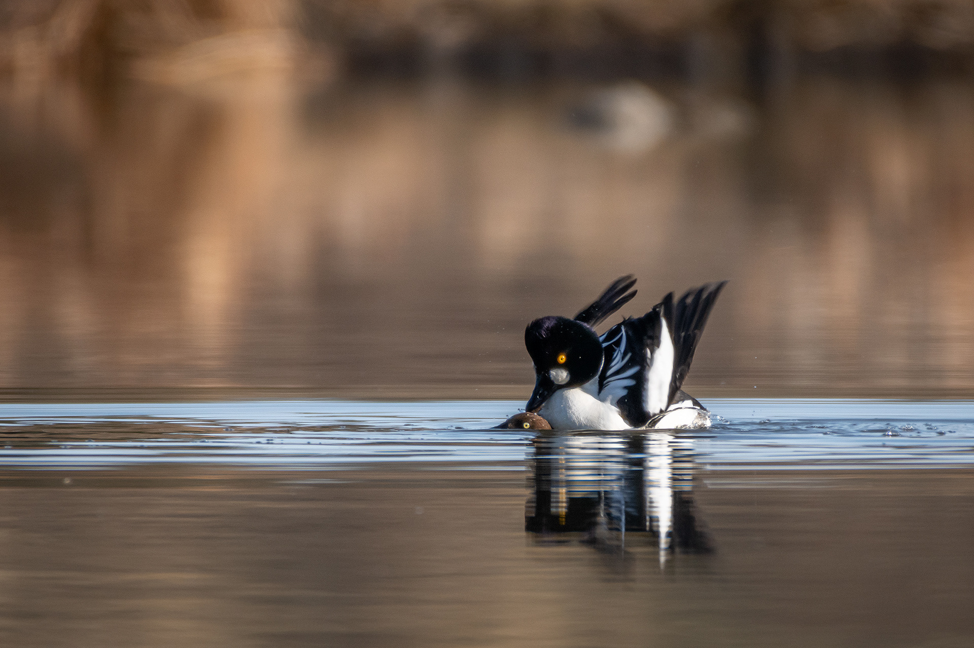 Common Goldeneye pair mating, Marshall Springs, Fish Creek Provincial Park, Calgary, AB