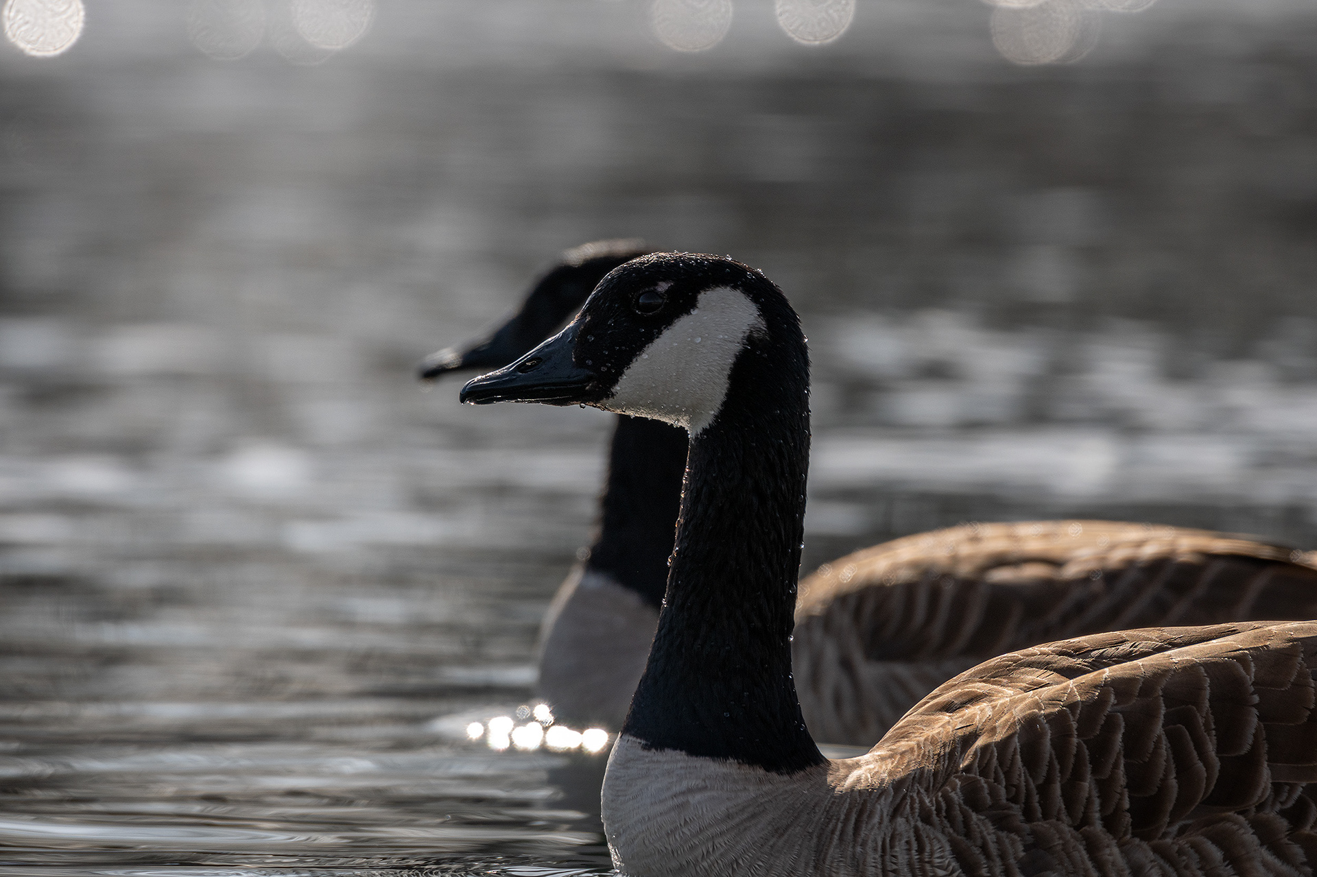 Canada Geese pair, near the Harvie Passage of the Bow River, Pearce Estate Park, Calgary, AB