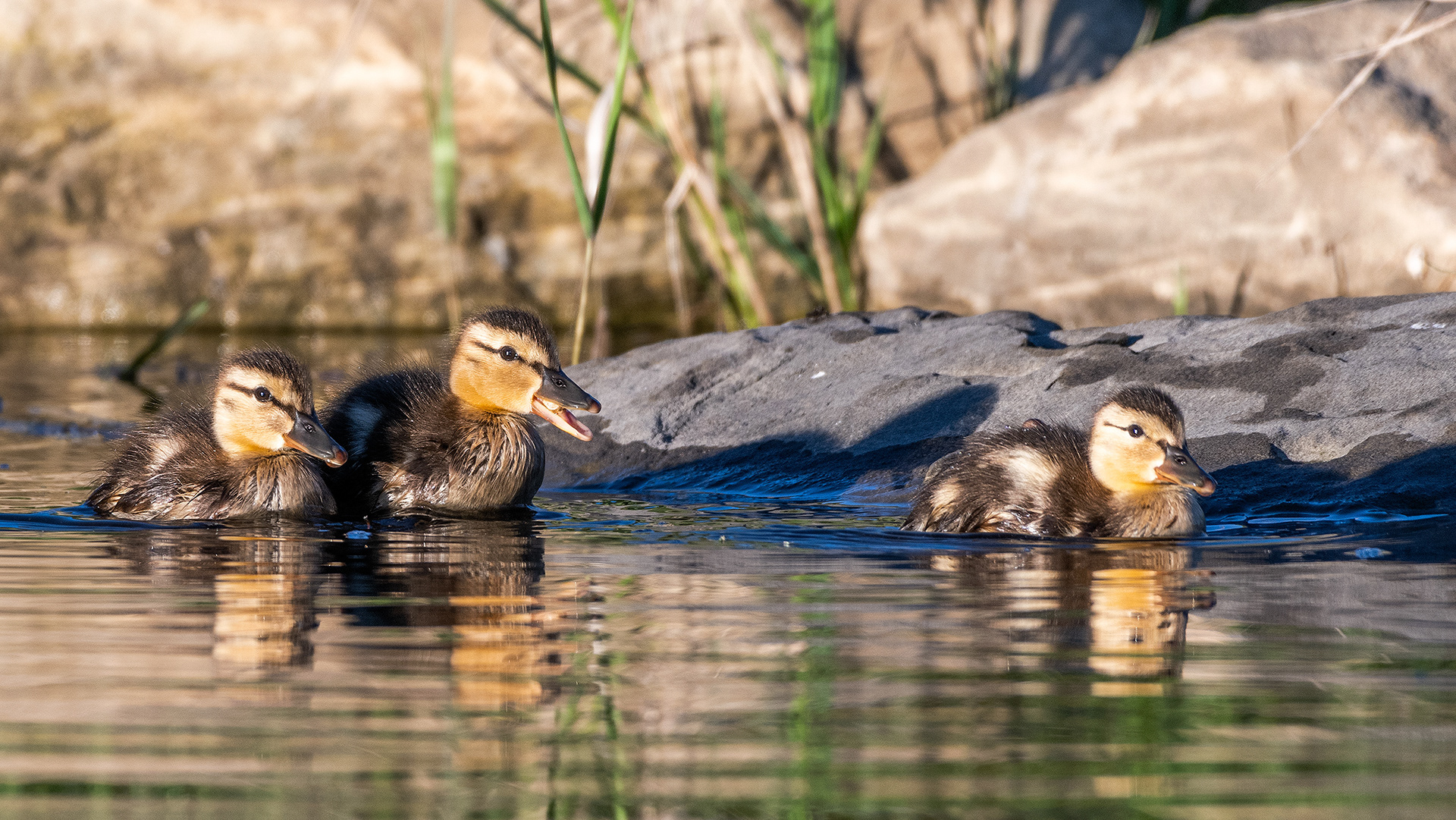 Mallard ducklings at the Marshall Springs ponds in Fish Creek Provincial Park, Calgary, Alberta