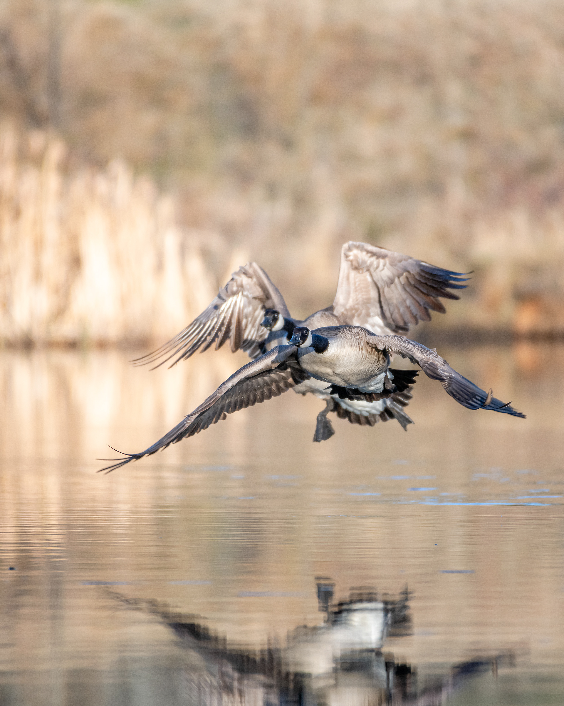 Canada Goose pair (in flight), Marshall Springs, Fish Creek Provincial Park, Calgary, AB