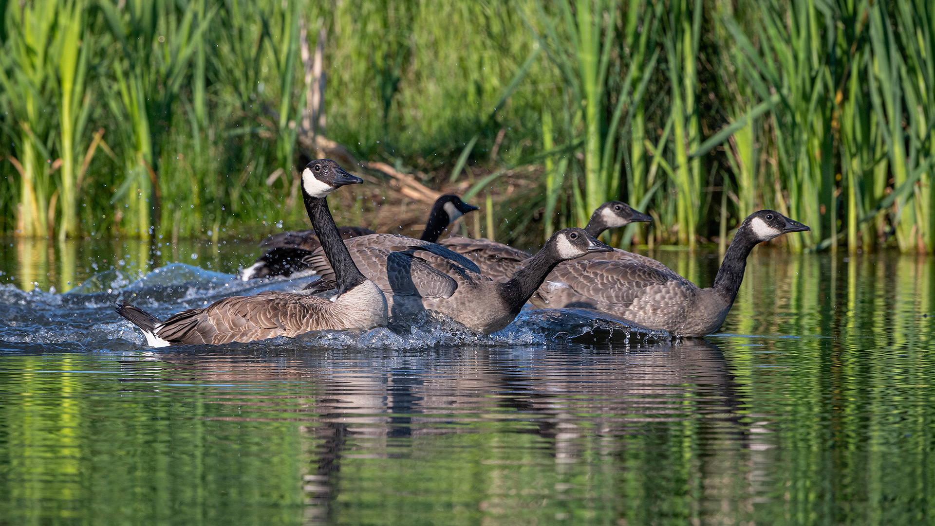 Canada Goose family, Marshall Springs ponds, Fish Creek Provincial Park, Calgary, AB