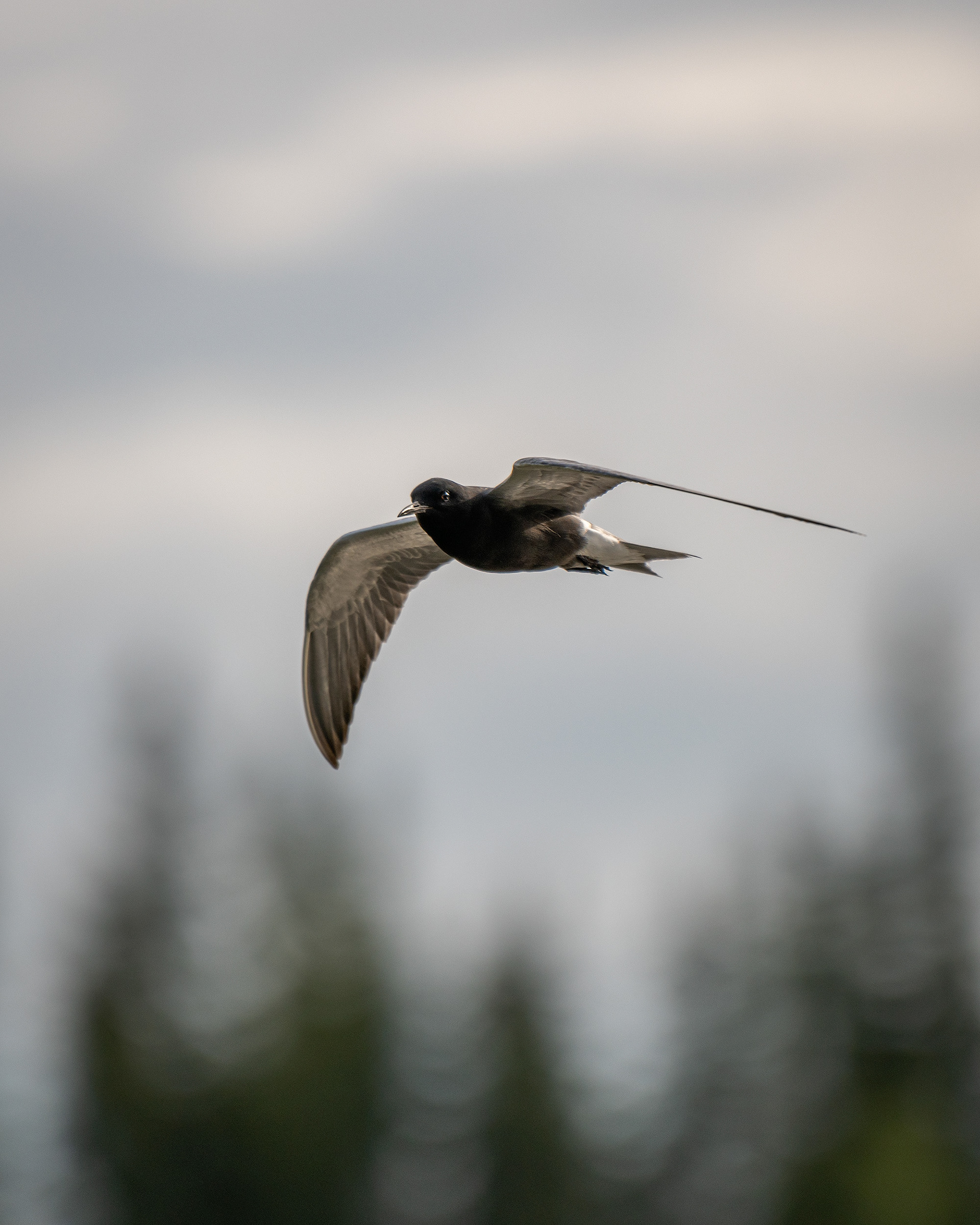 Black Tern (in flight), Marshall Springs ponds, Fish Creek Provincial Park, Calgary, AB