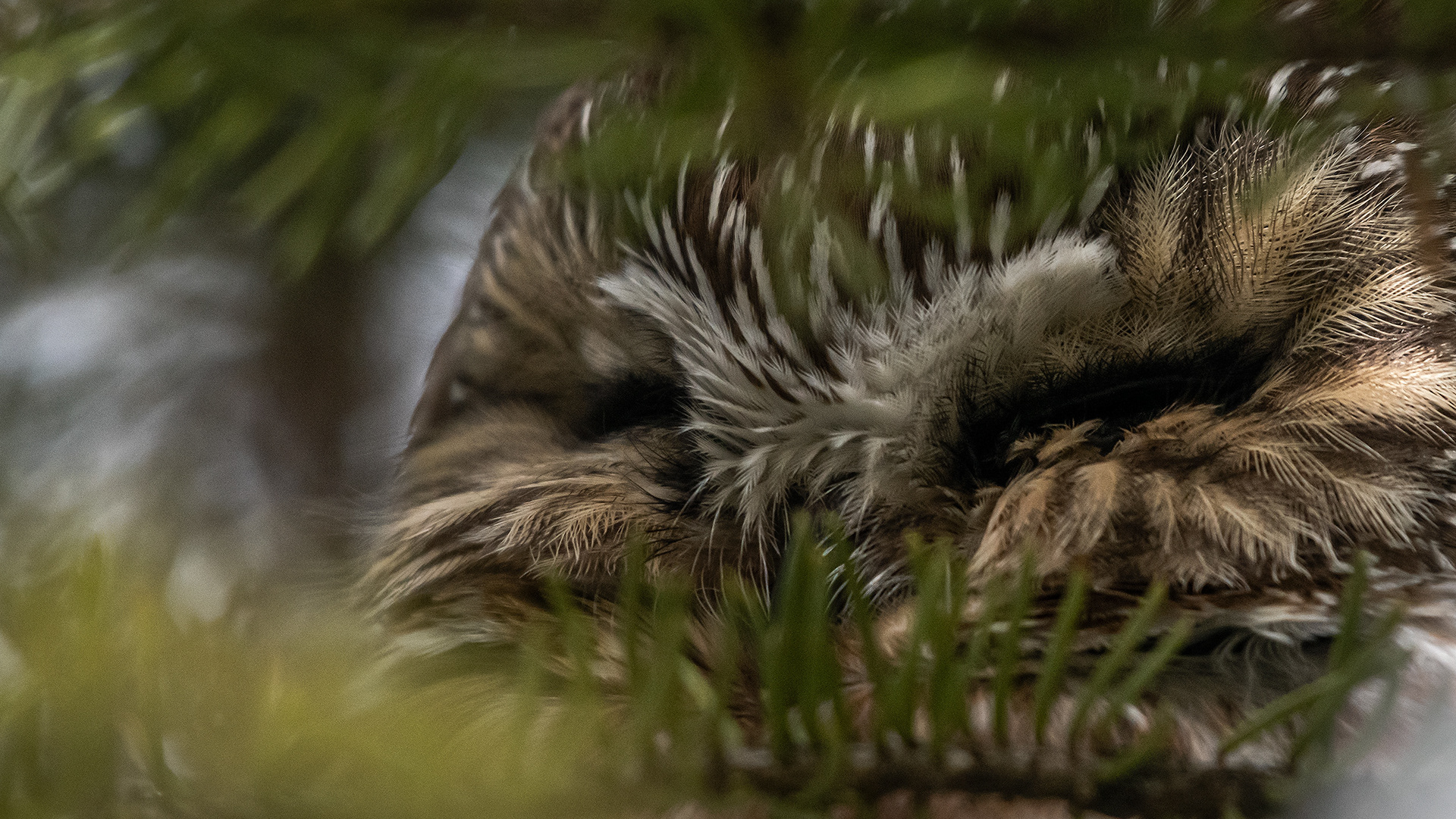 Northern Saw-whet Owl, near the Marshall Springs area of Fish Creek Provincial Park, Calgary, AB