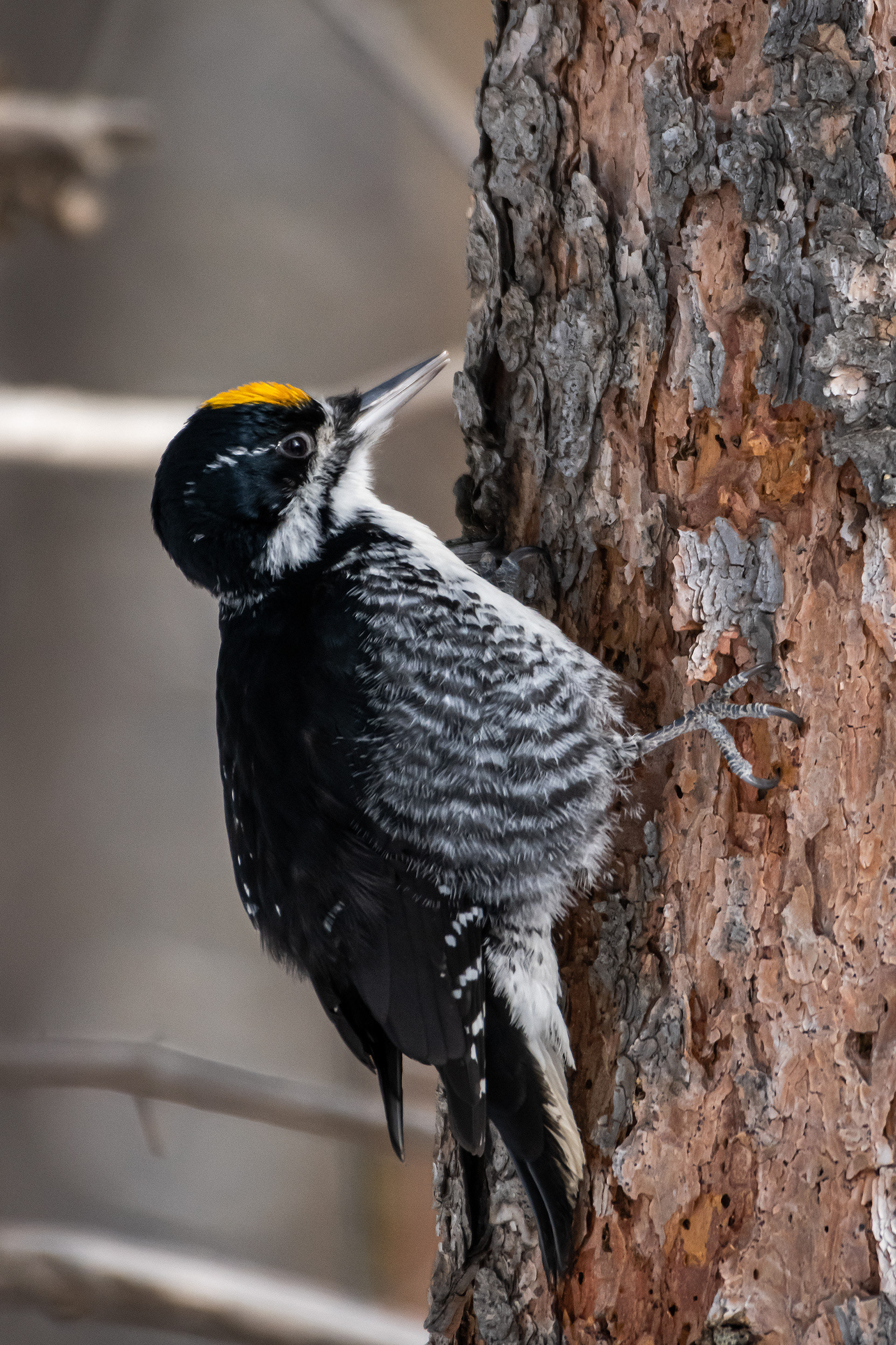 Black-backed Woodpecker (male), near the Marshall Springs area of Fish Creek Provincial Park, Calgary, AB