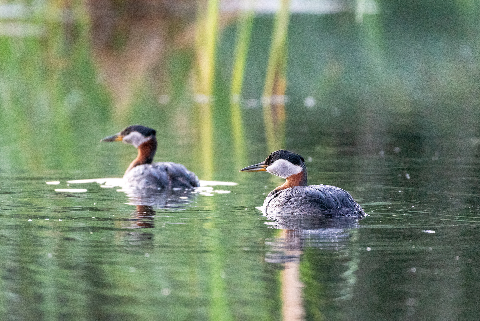 Red-necked Grebes